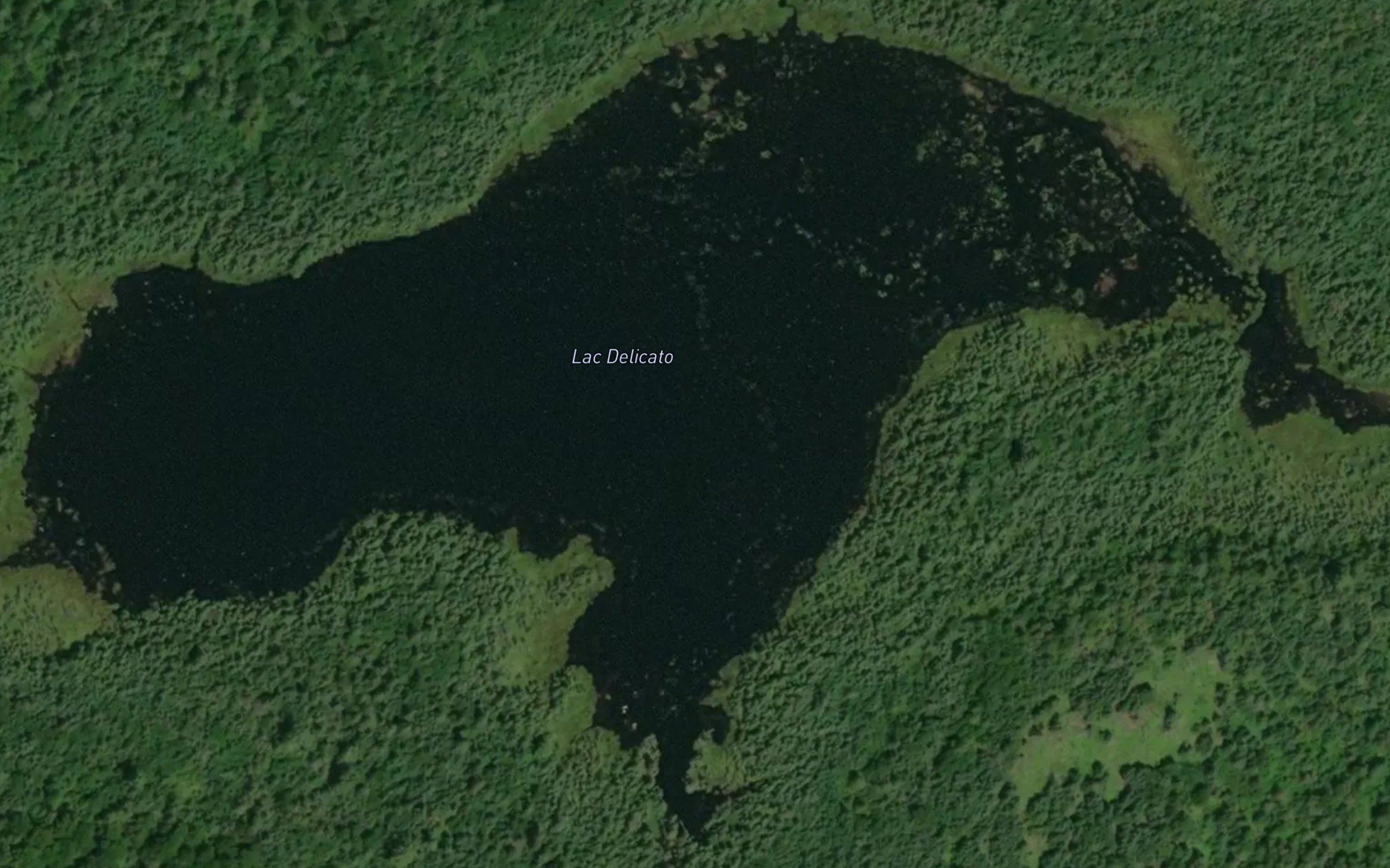Lac Delicato