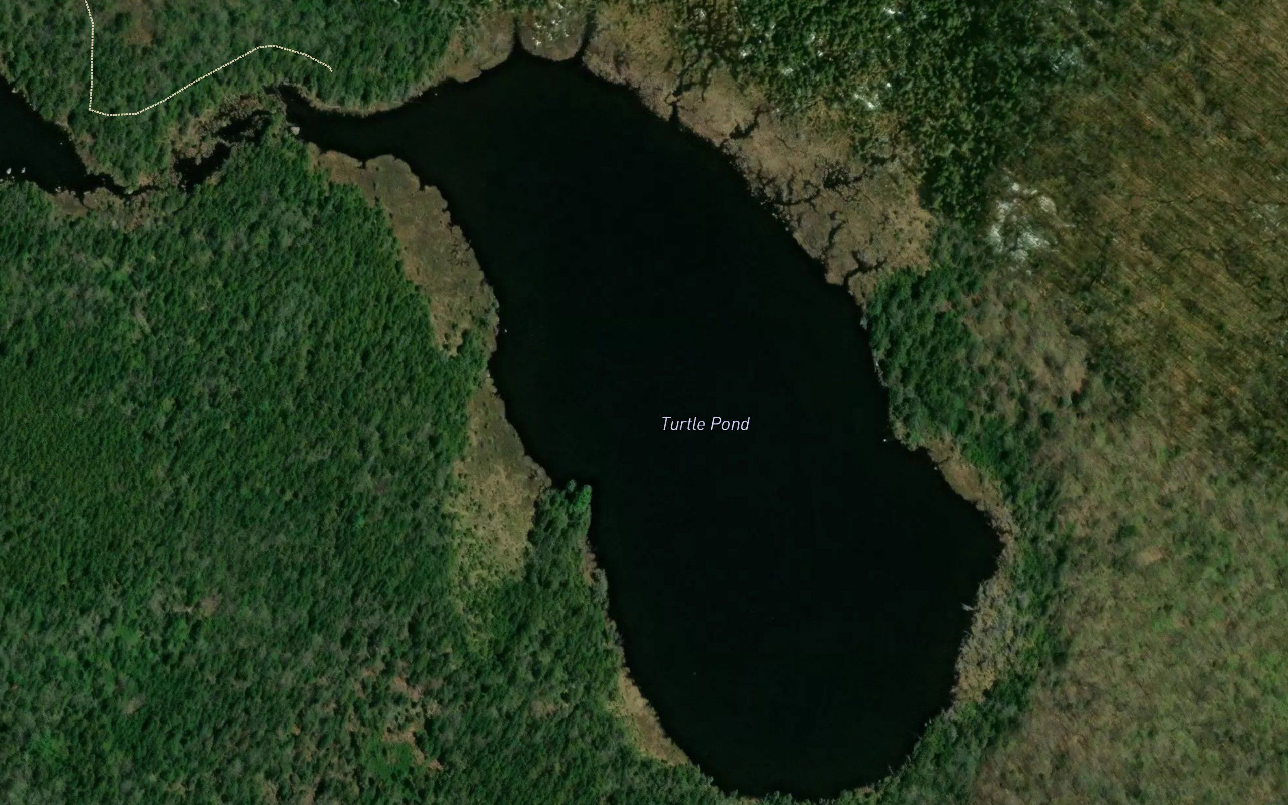 Turtle Pond