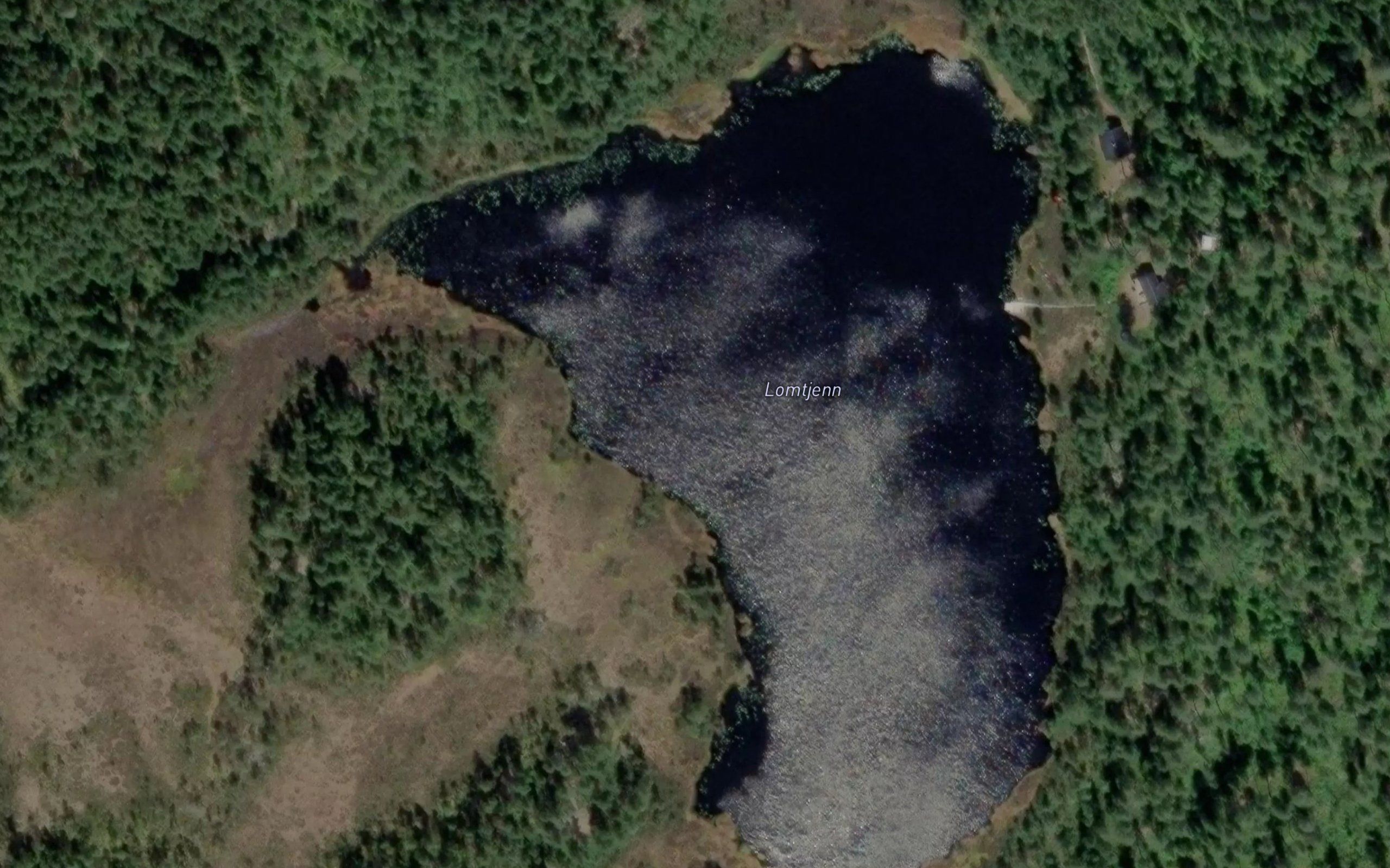 Lomtjern