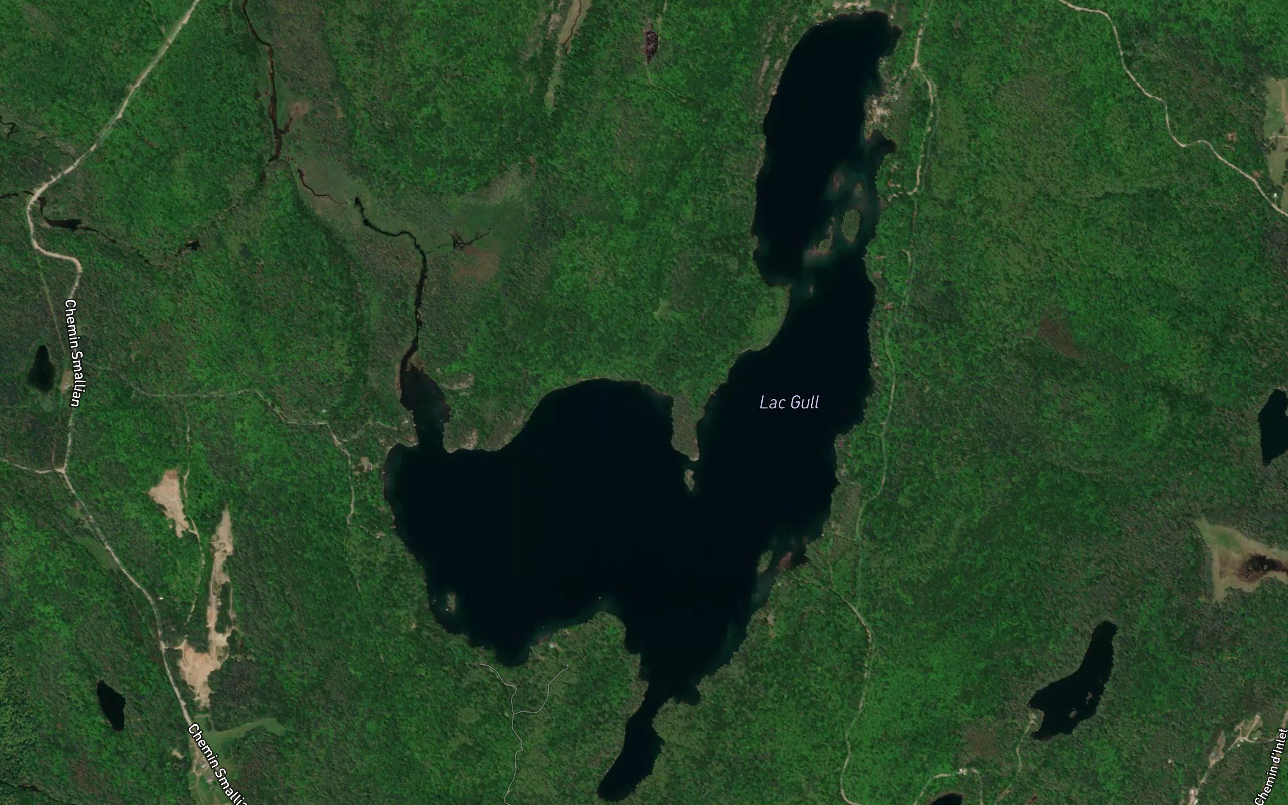 Lac Gull
