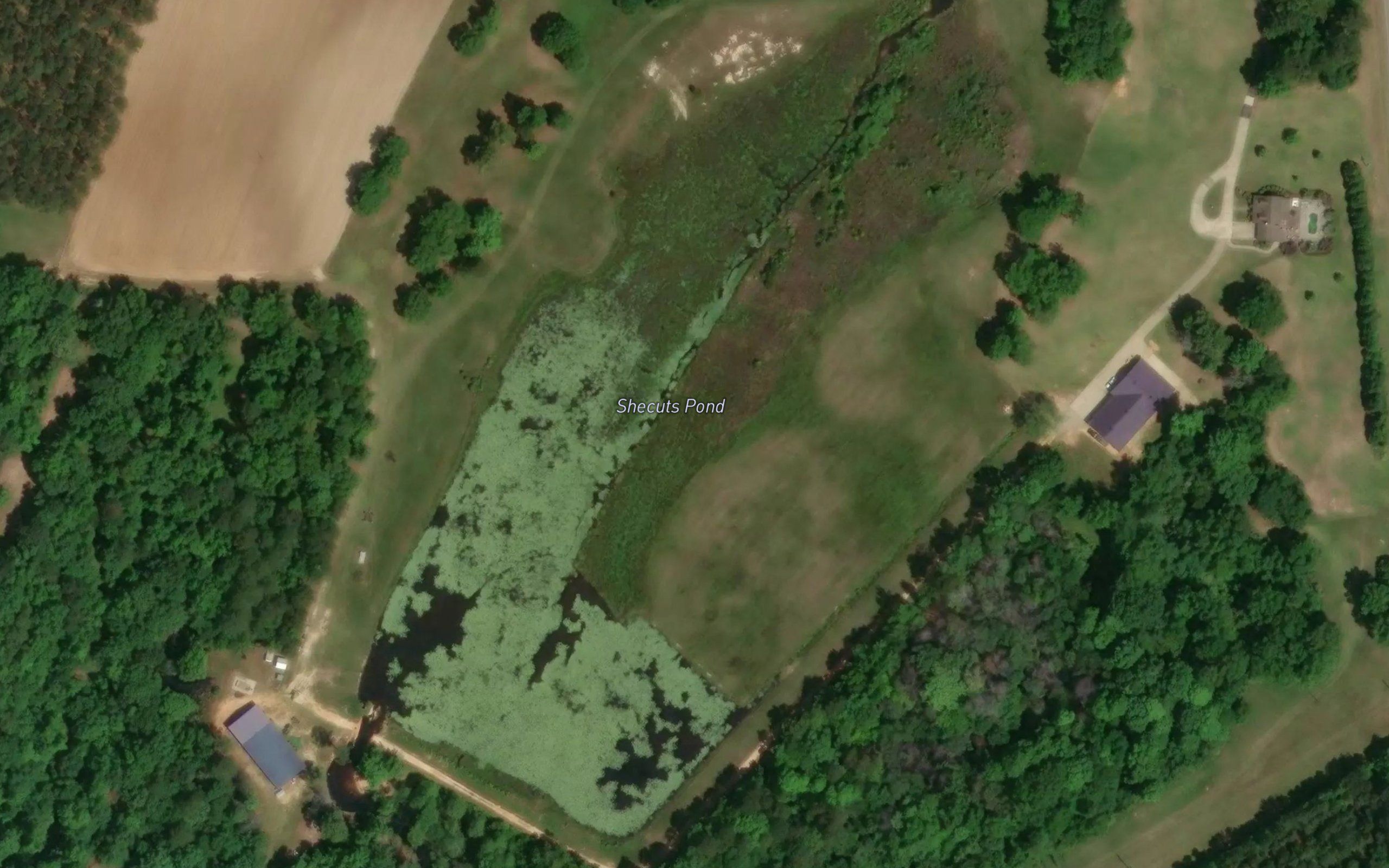 Shecuts Pond