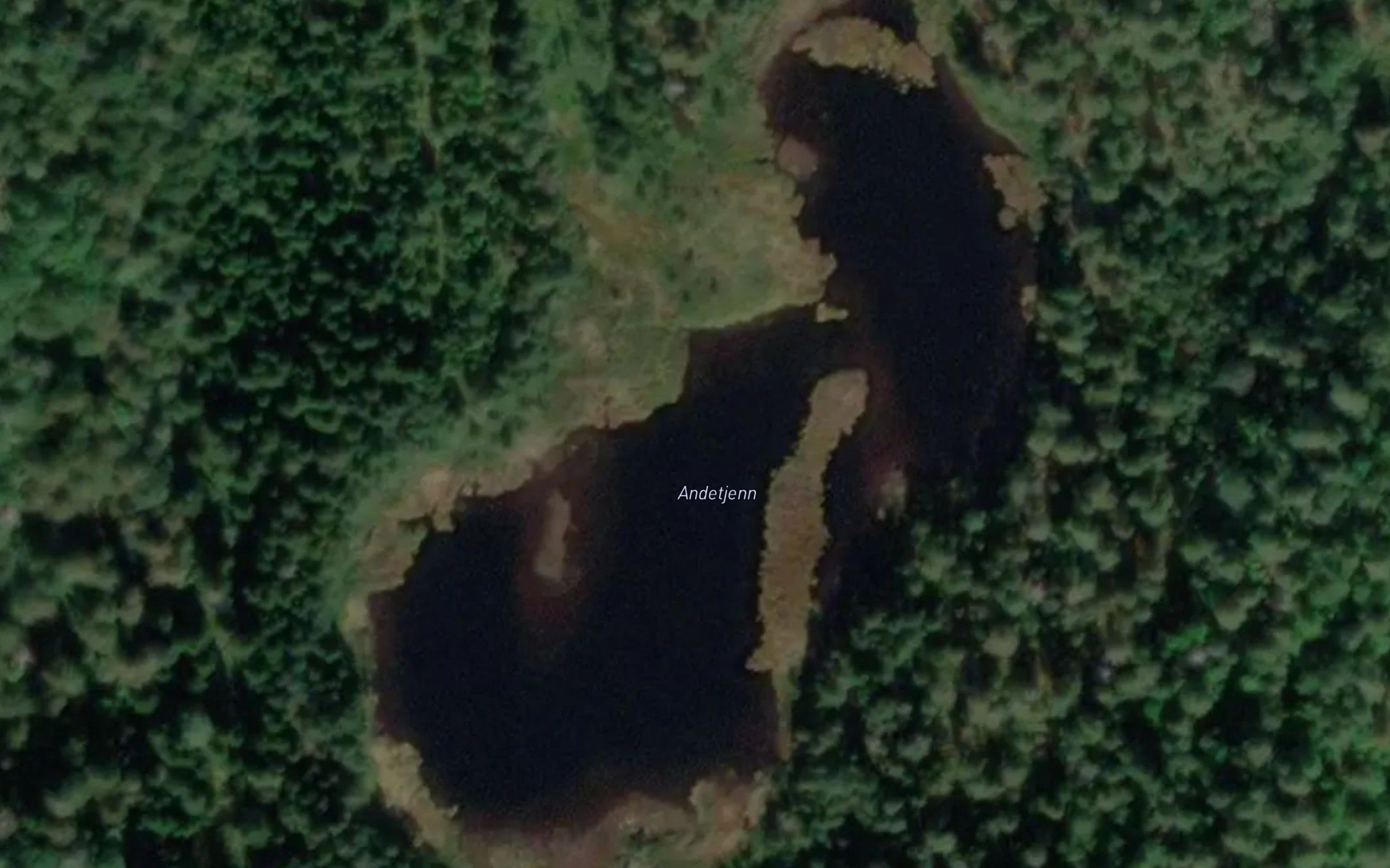Andtjern
