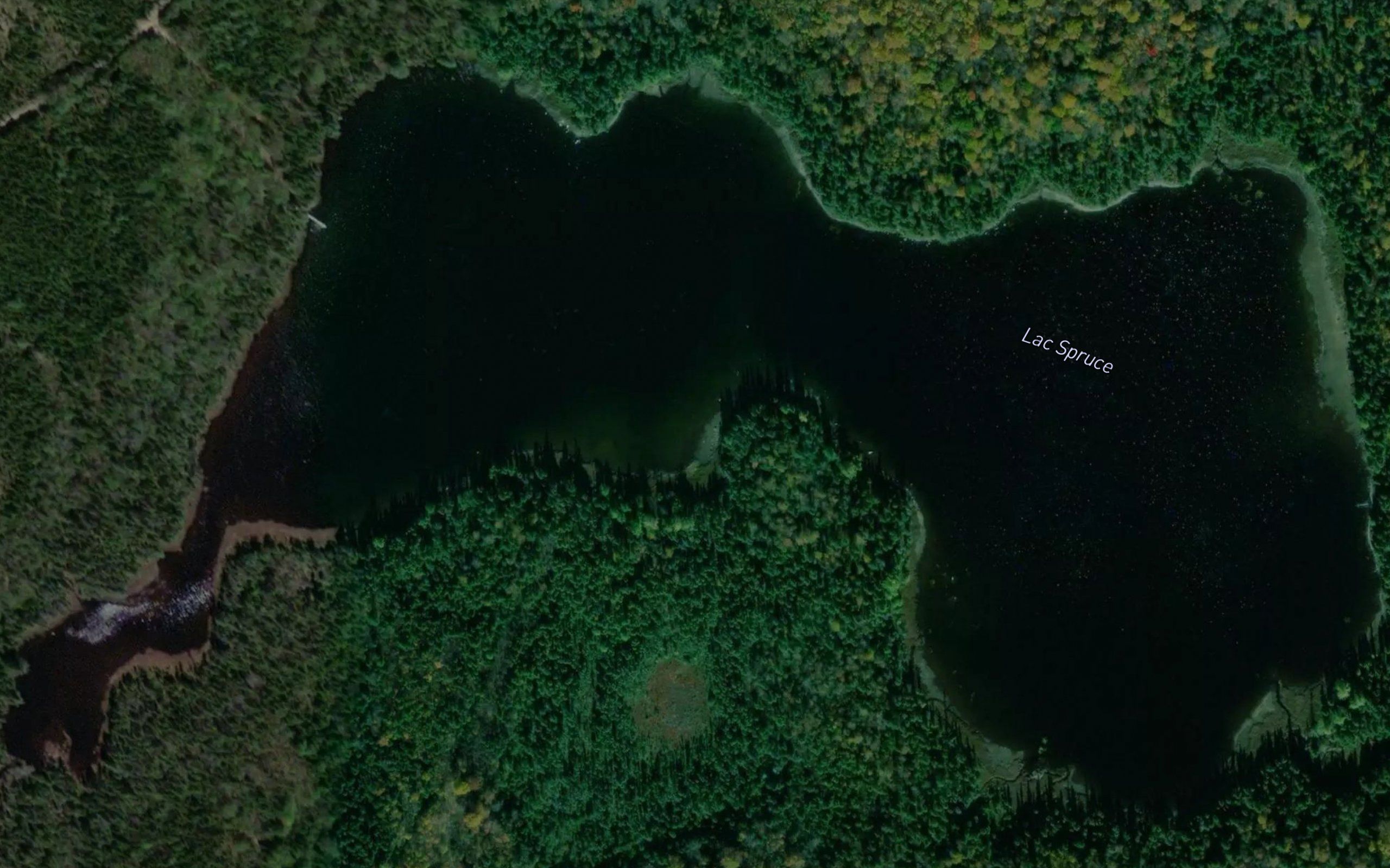 Lac Spruce