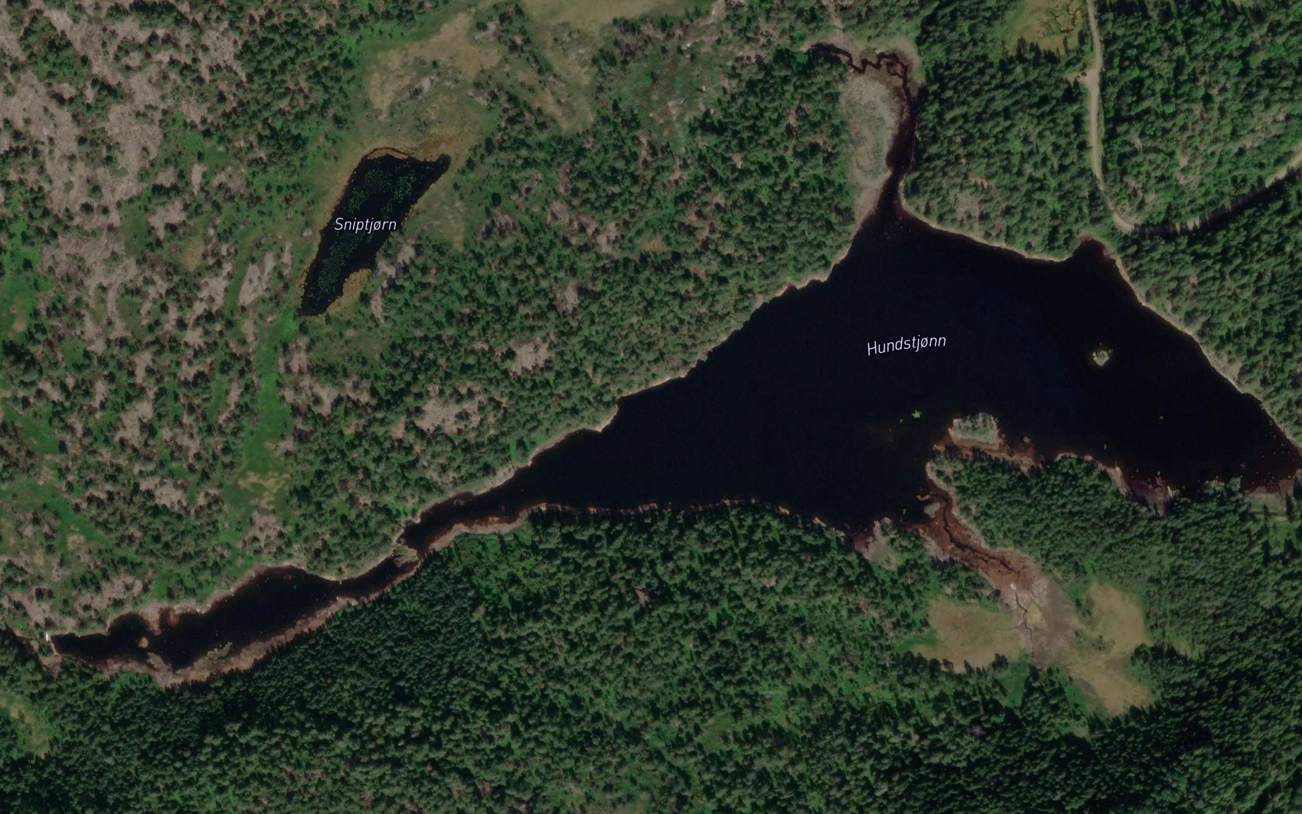 Hundstjorn