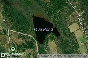 Bog Pond