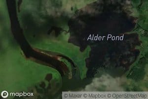 Alder Pond