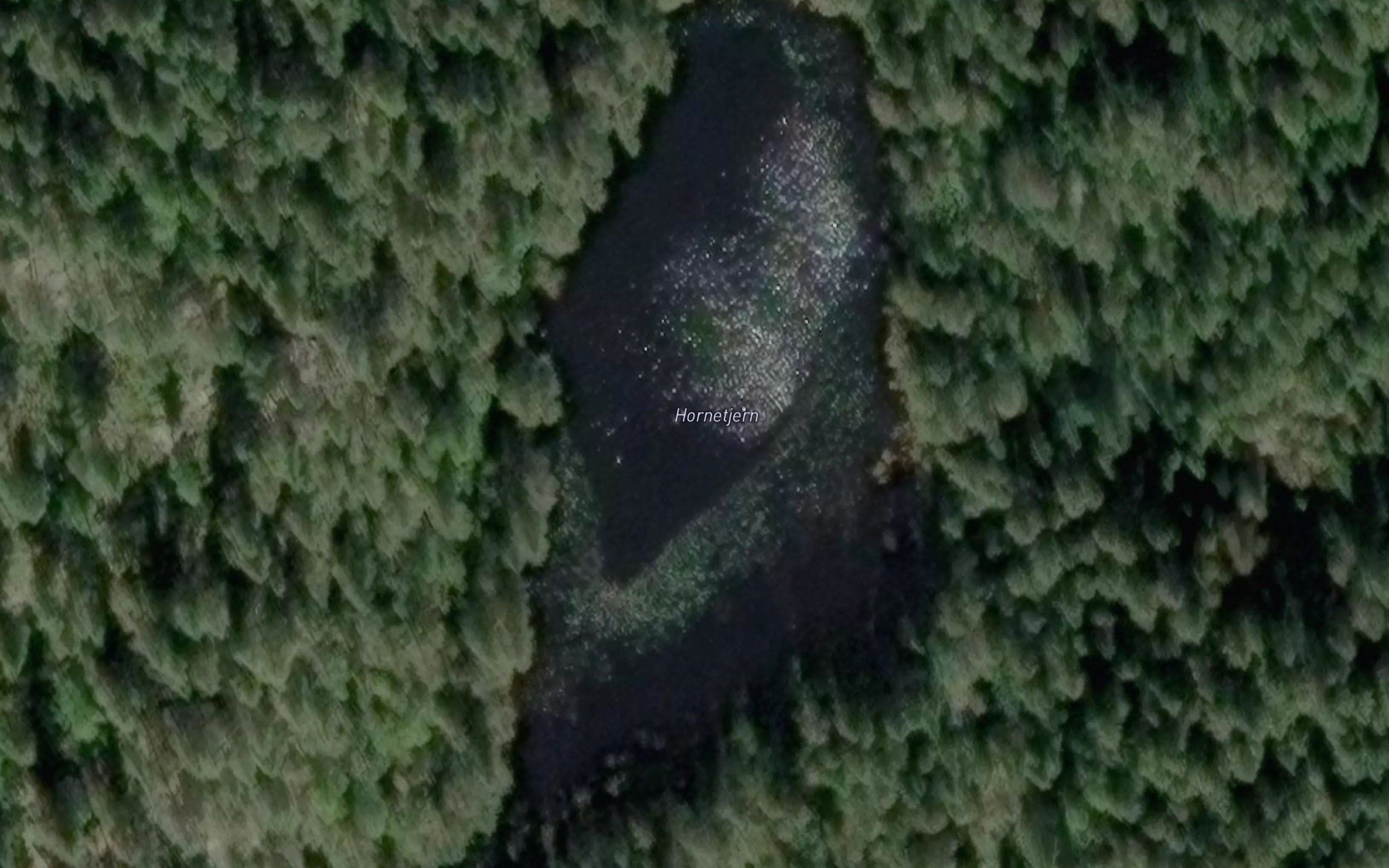 Hornetjern