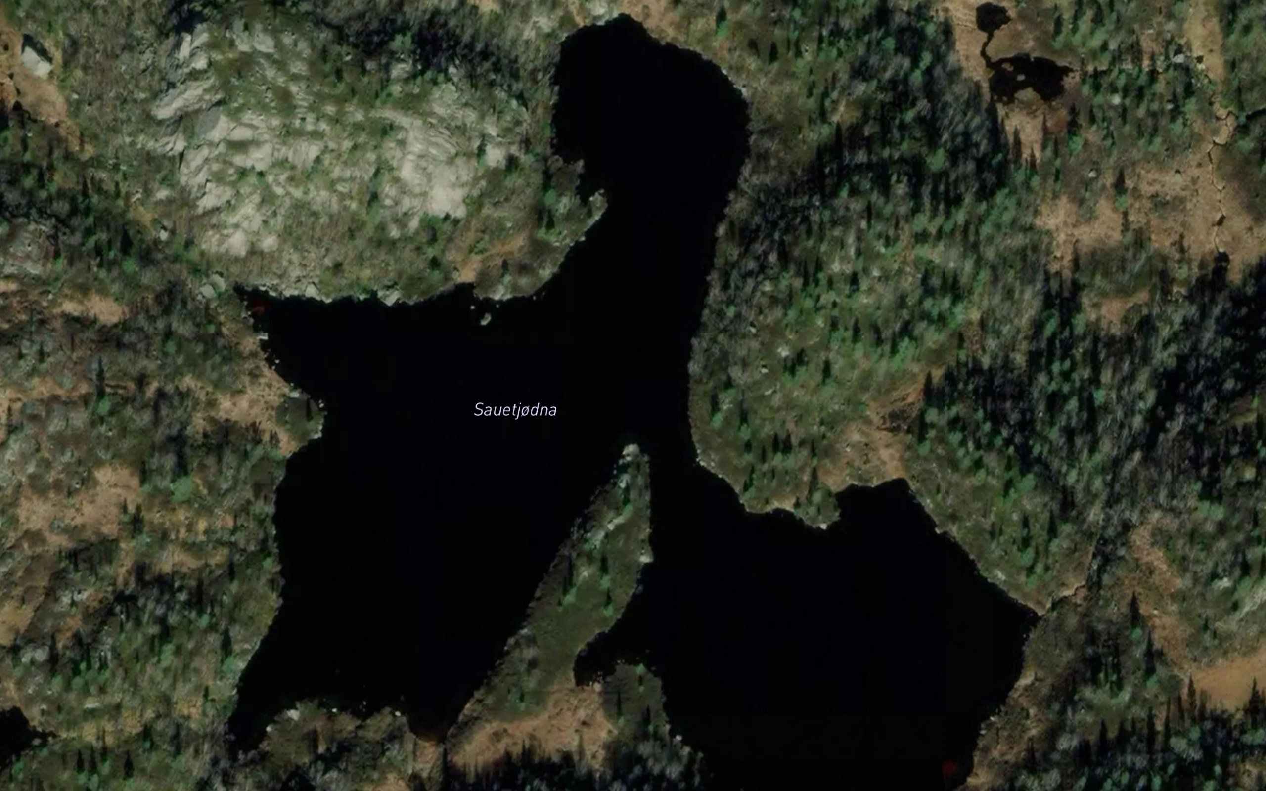 Sauetjorni