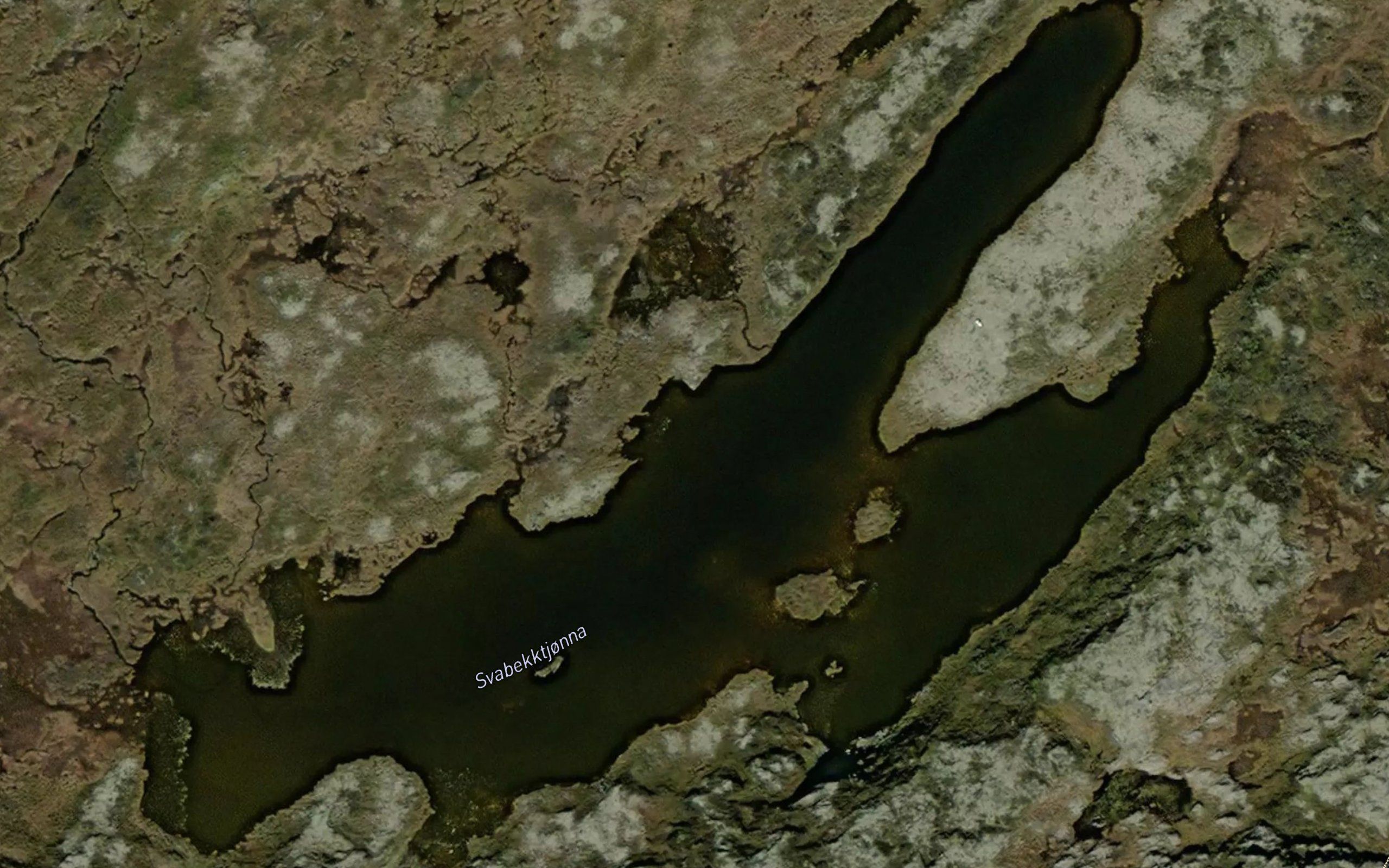 Svabekktjorna