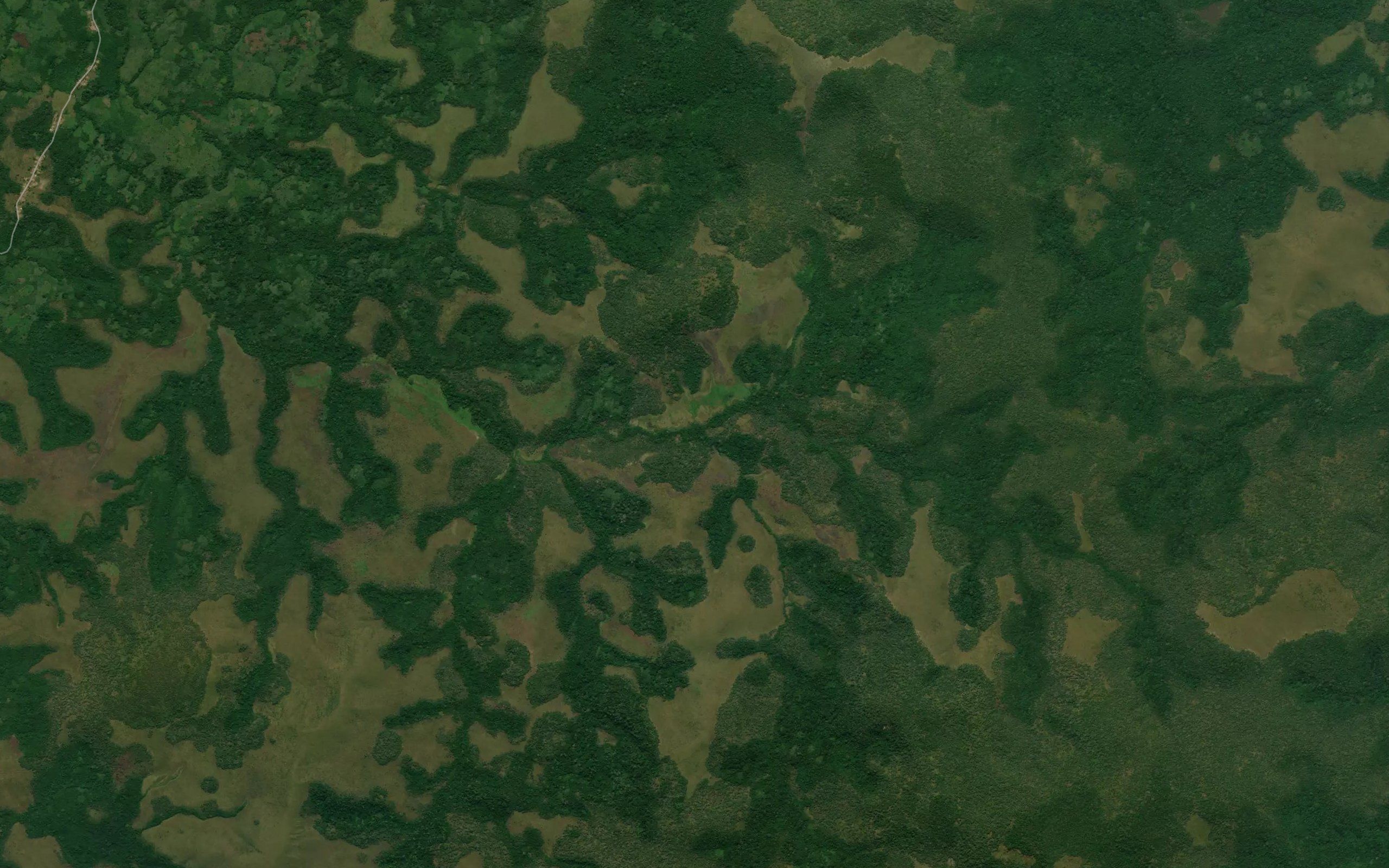 Manambau