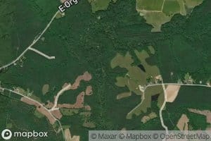 Persimmon Tree Branch