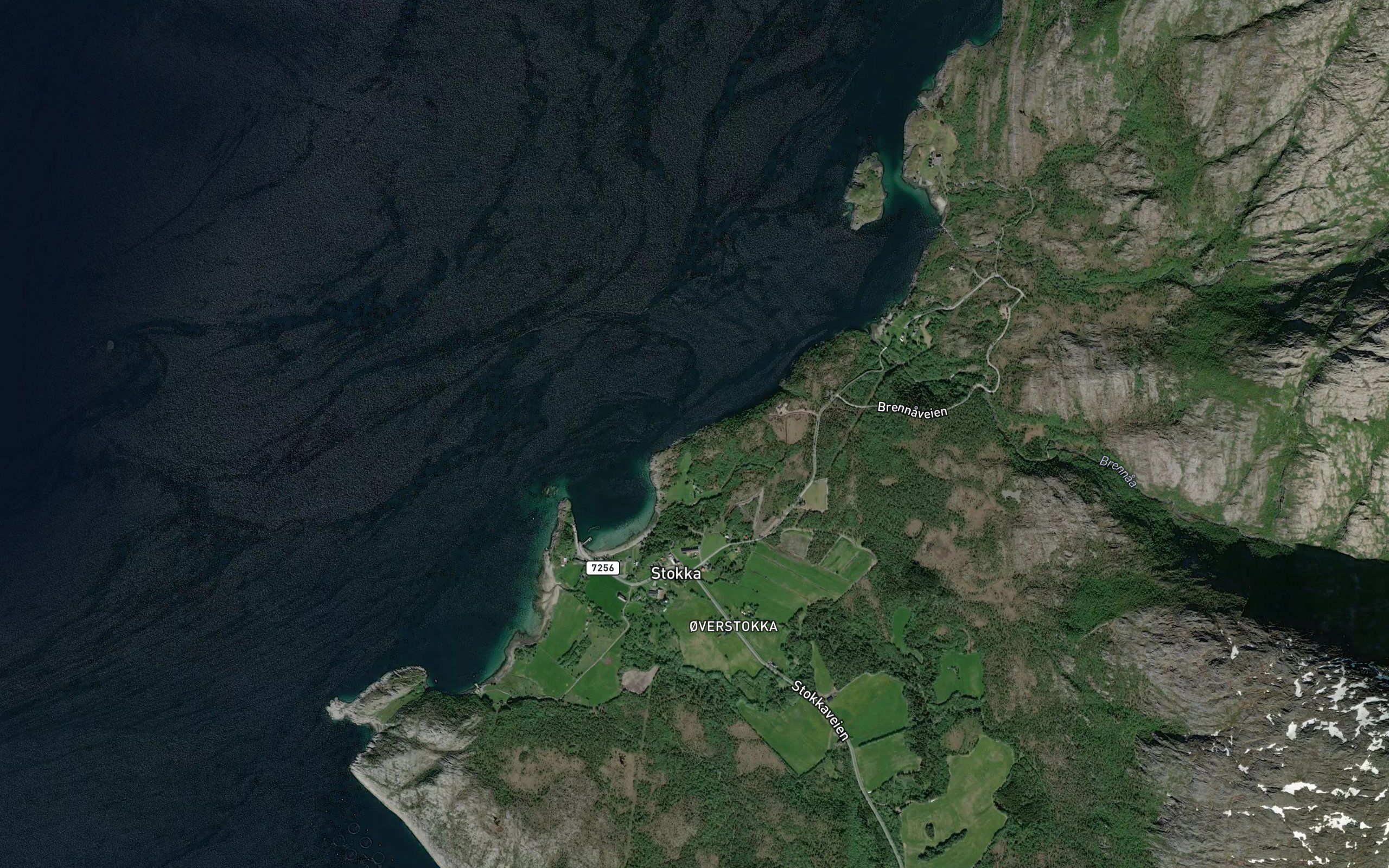 Lyngvikja