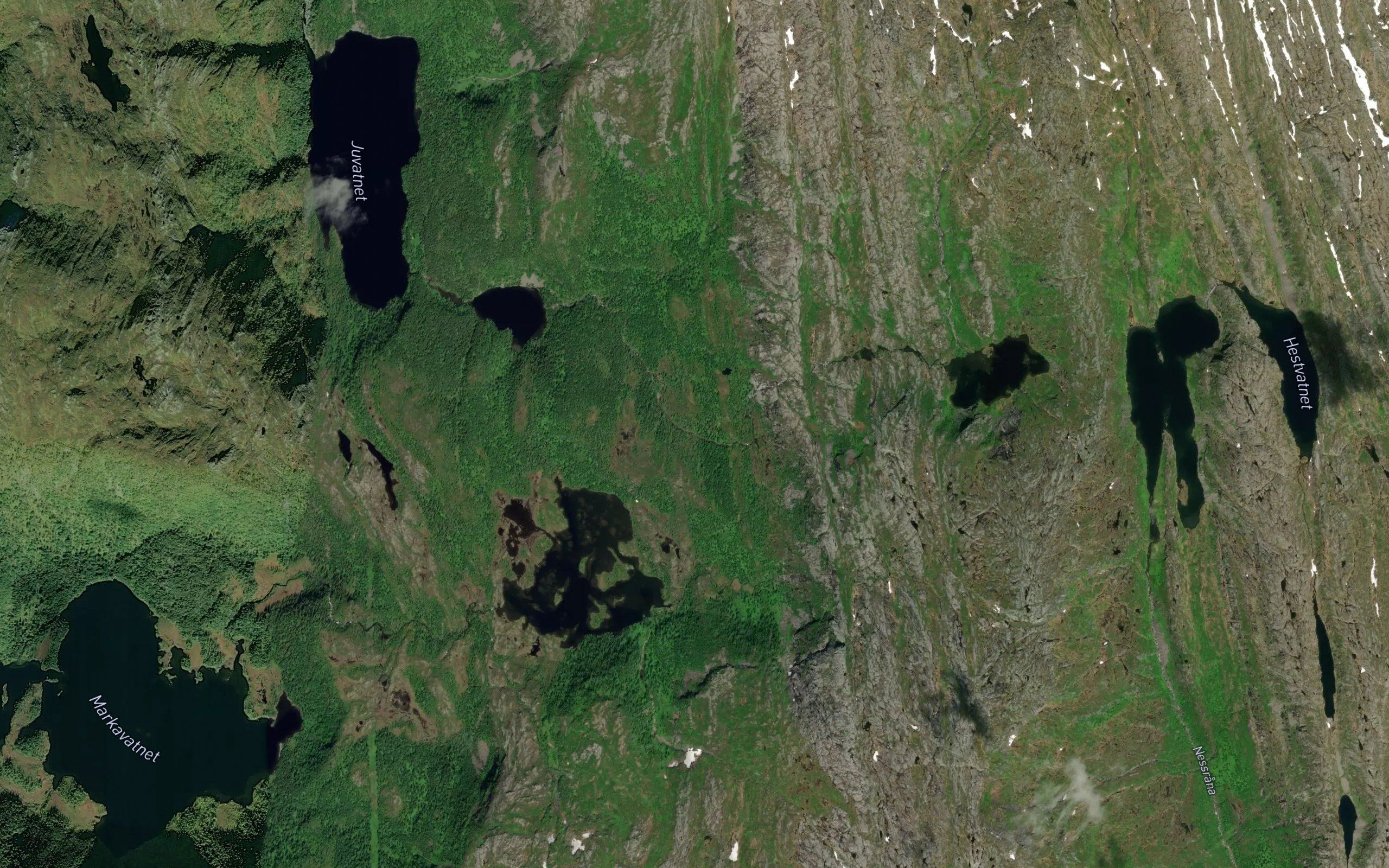 Forsvasselva