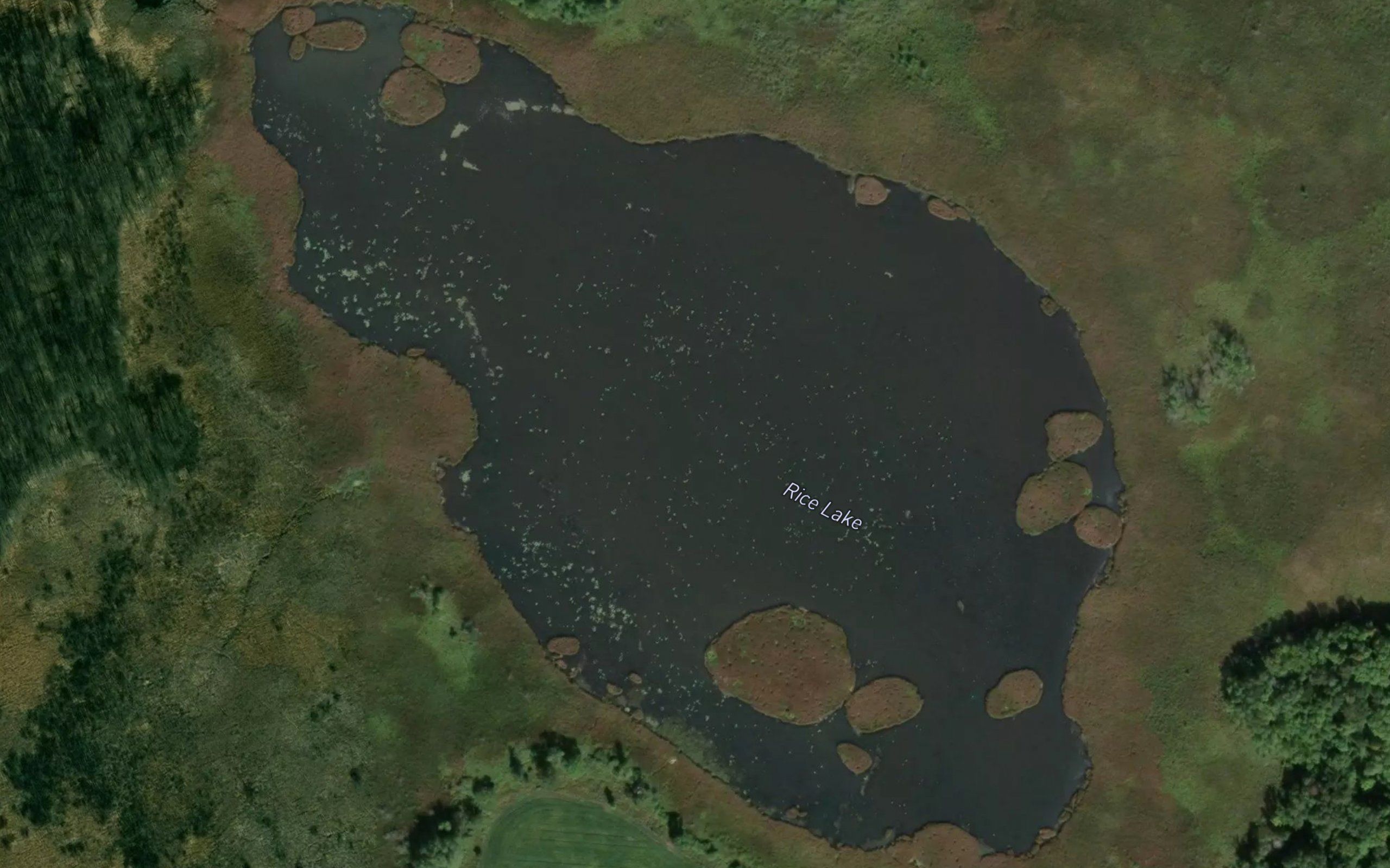 Rice Lake