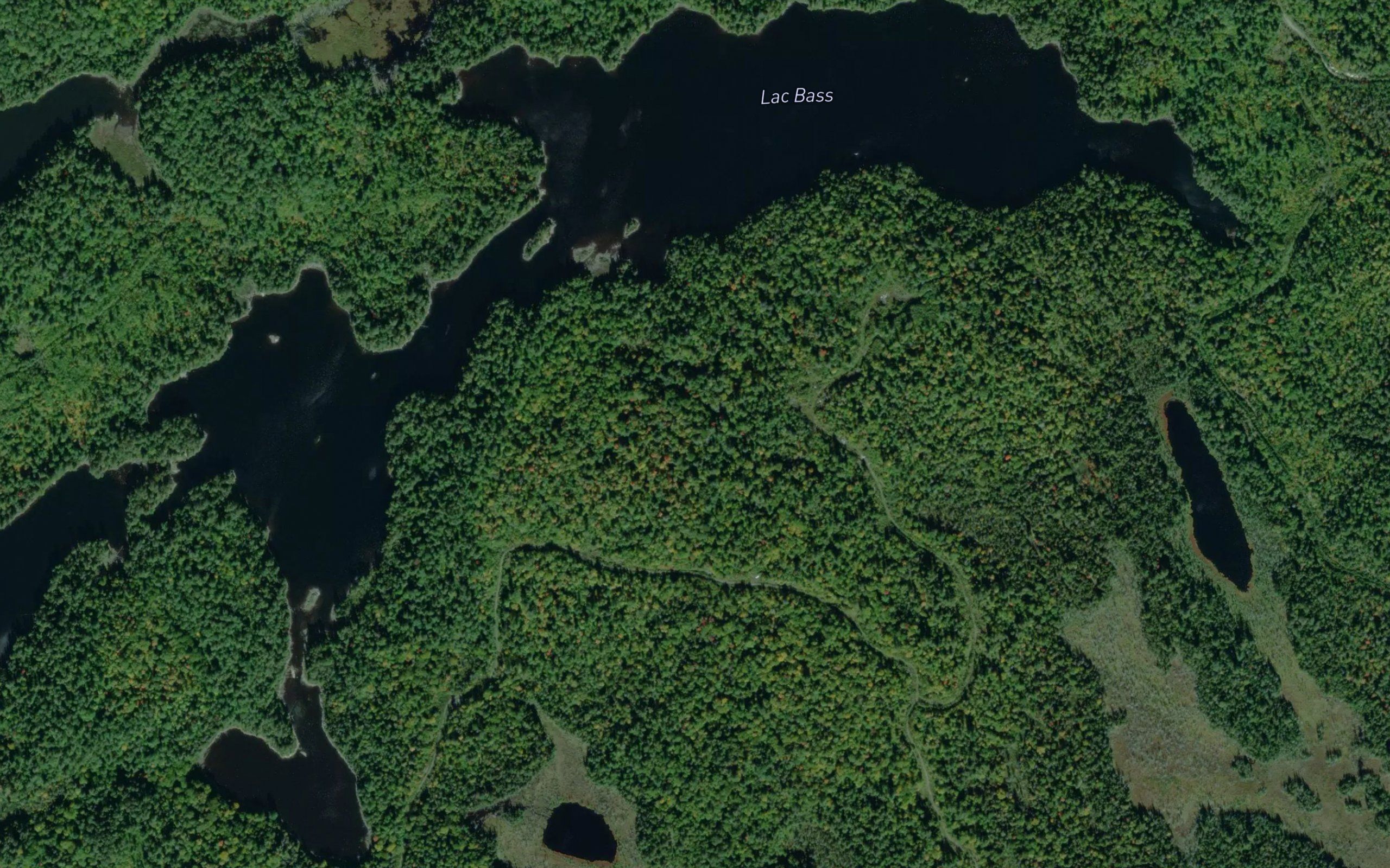 Lac Bass