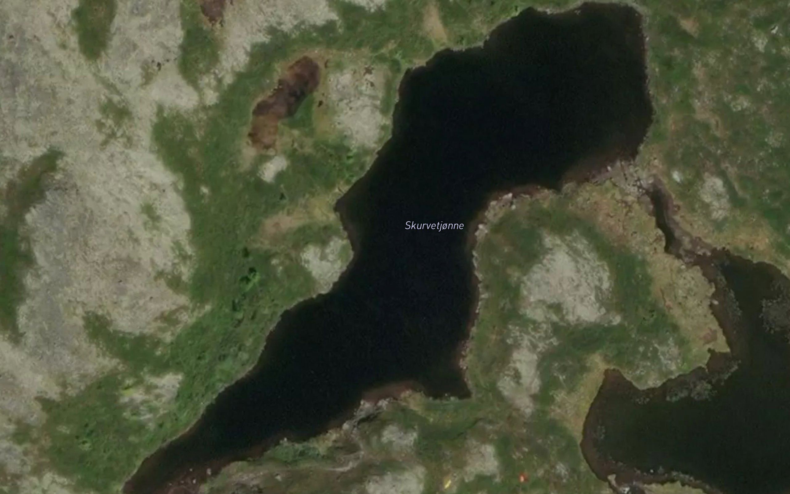 Skurvetjorni