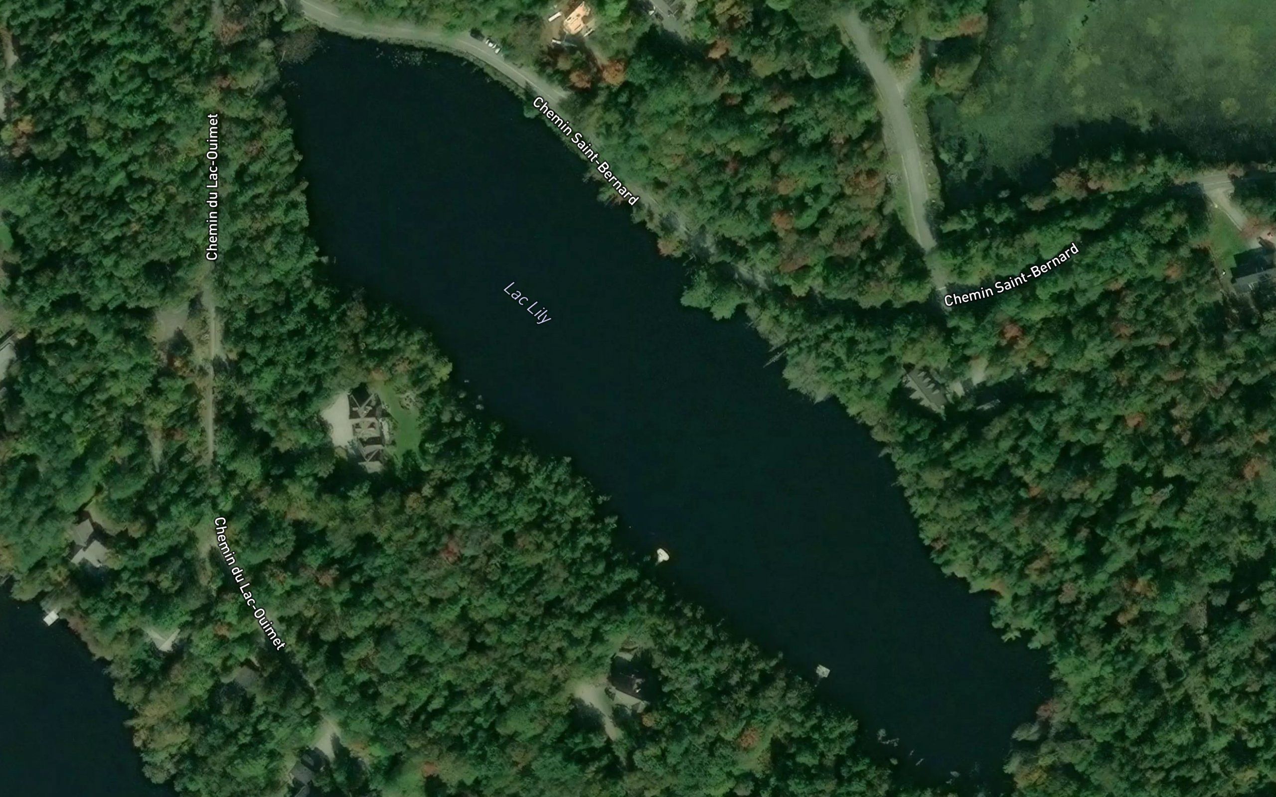 Lac Lily