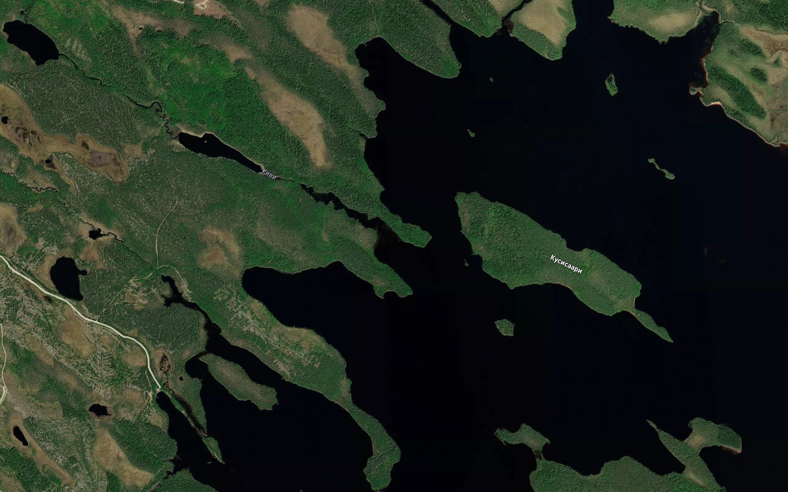 Kivi