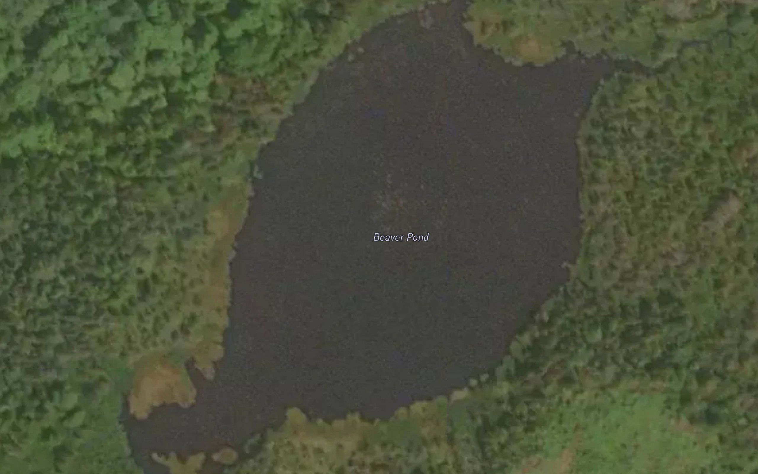 Beaver Pond