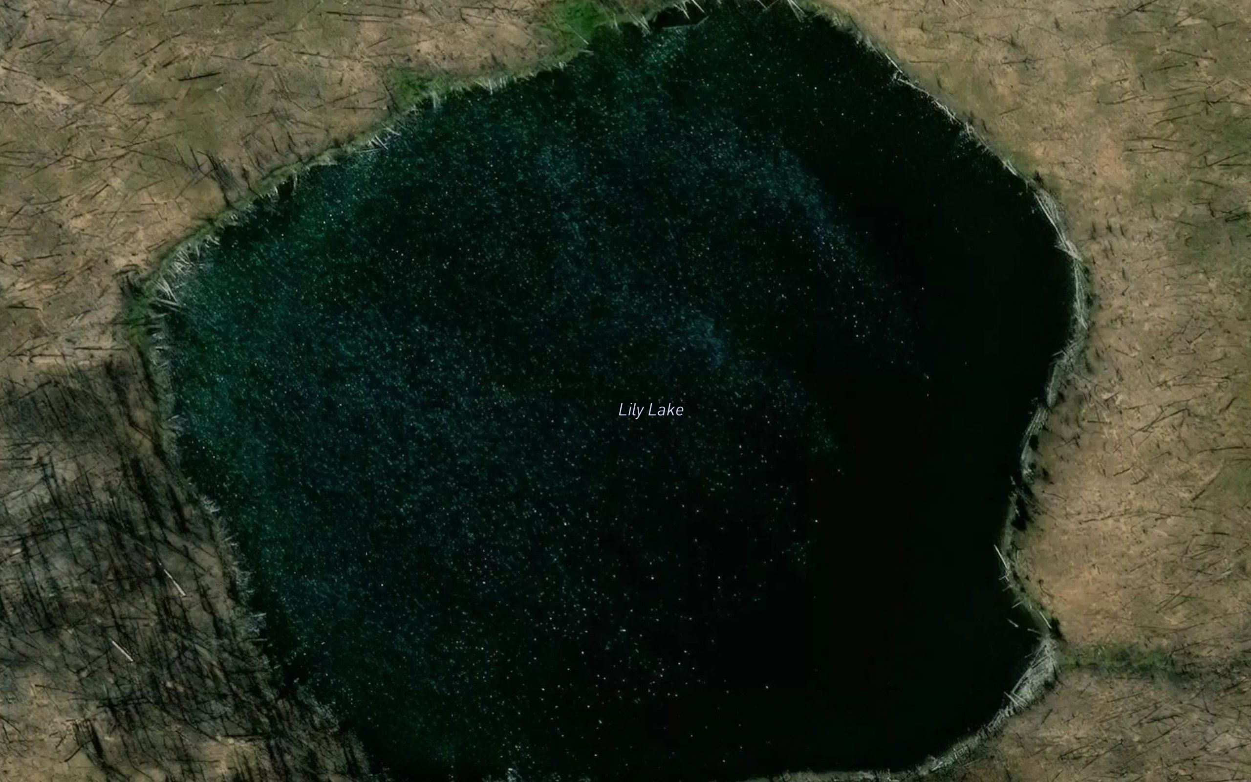 Lily Lake