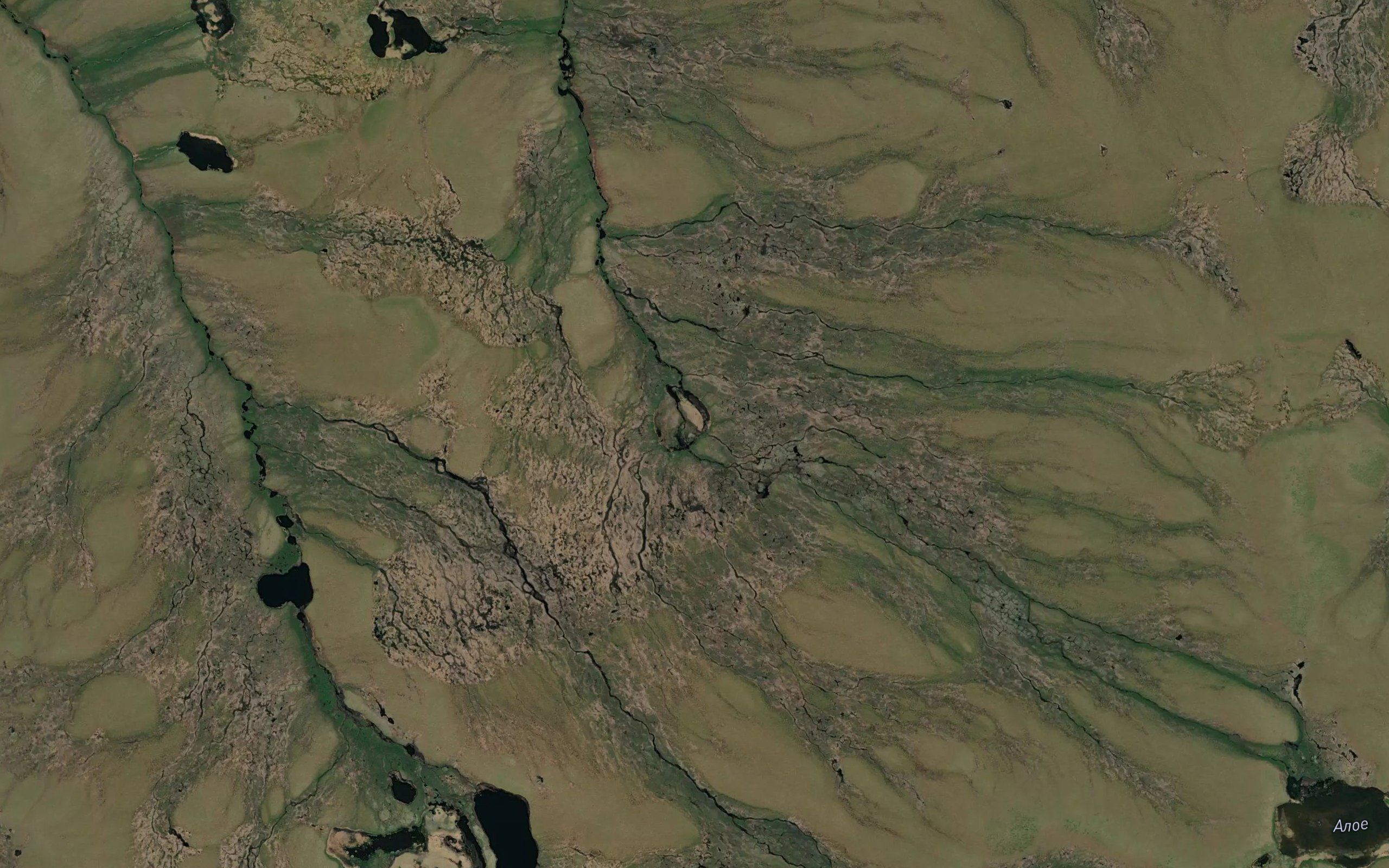 Vetgynlyan