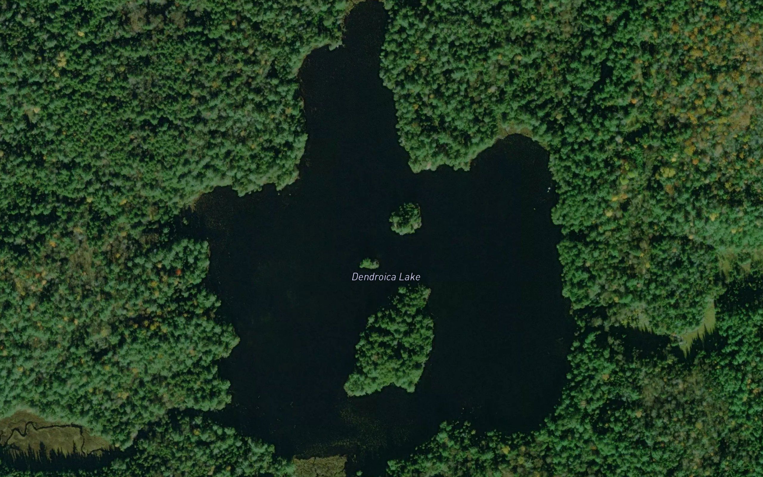 Dendroica Lake