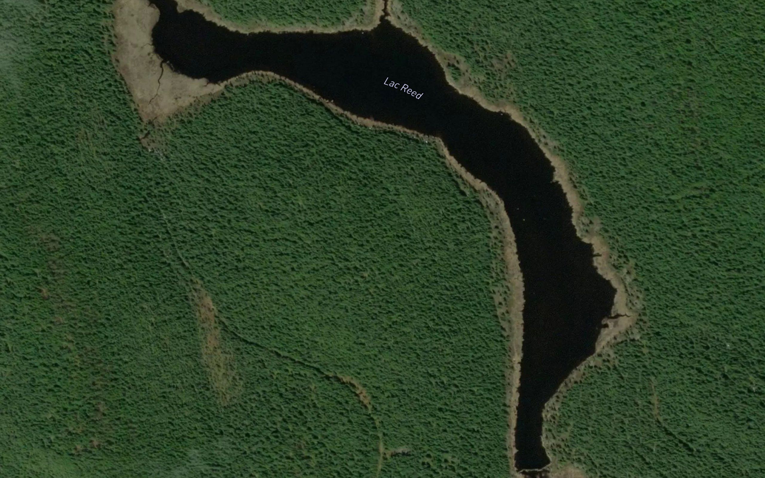 Lac Reed