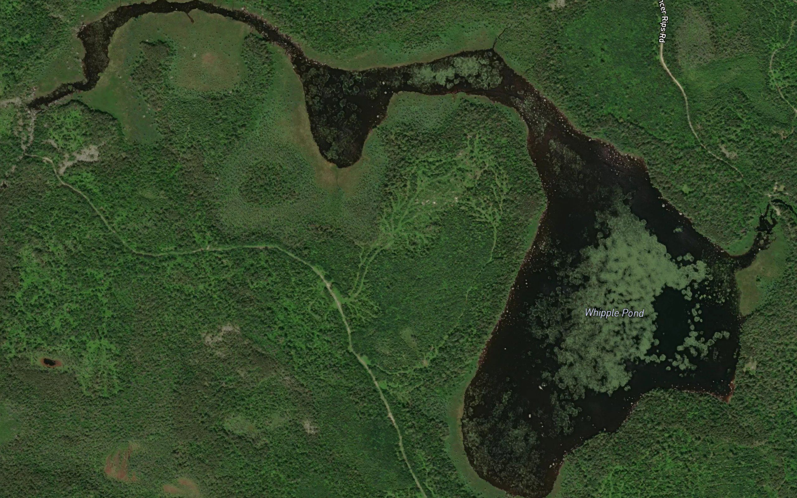 Whipple Pond