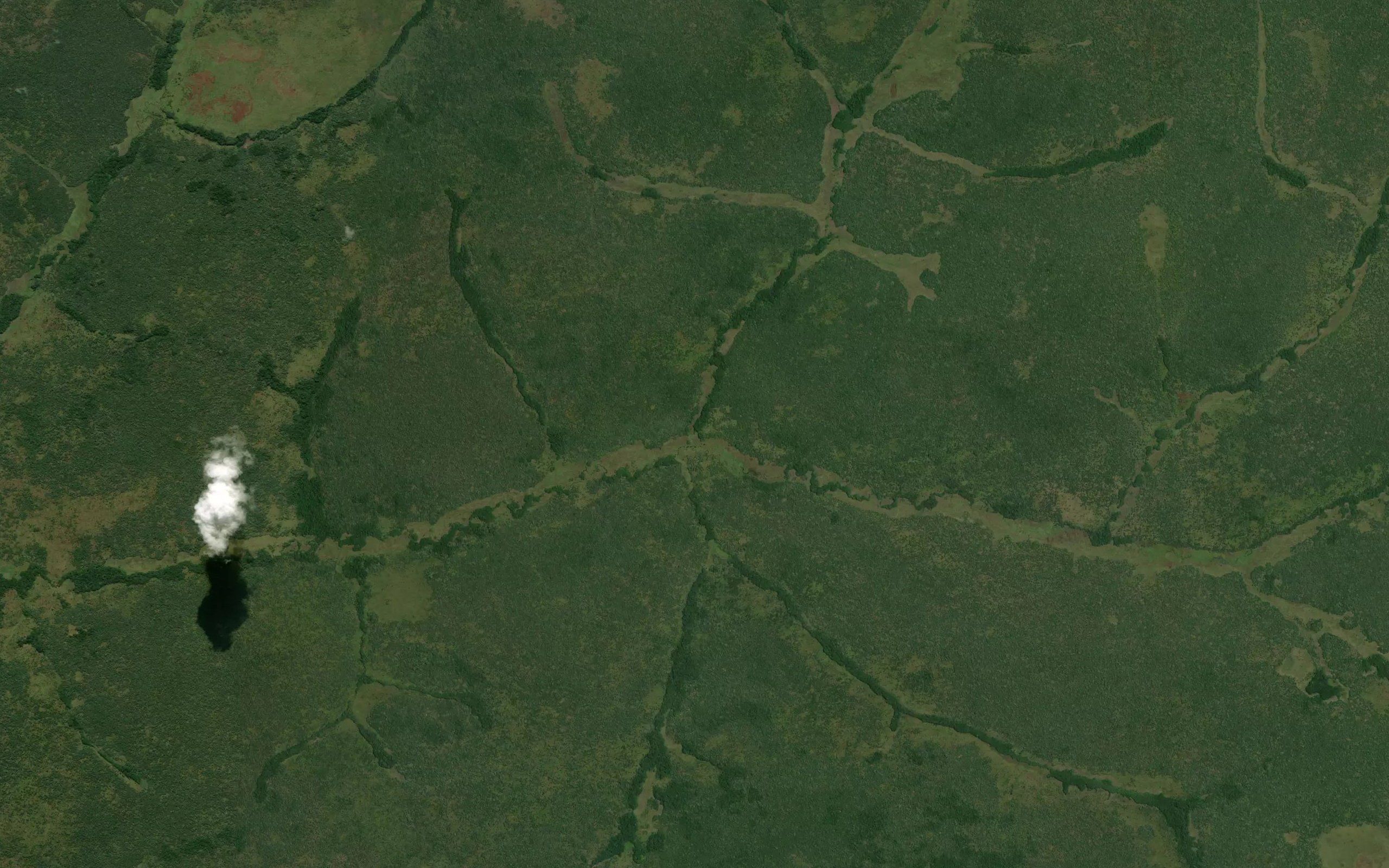 Pangua