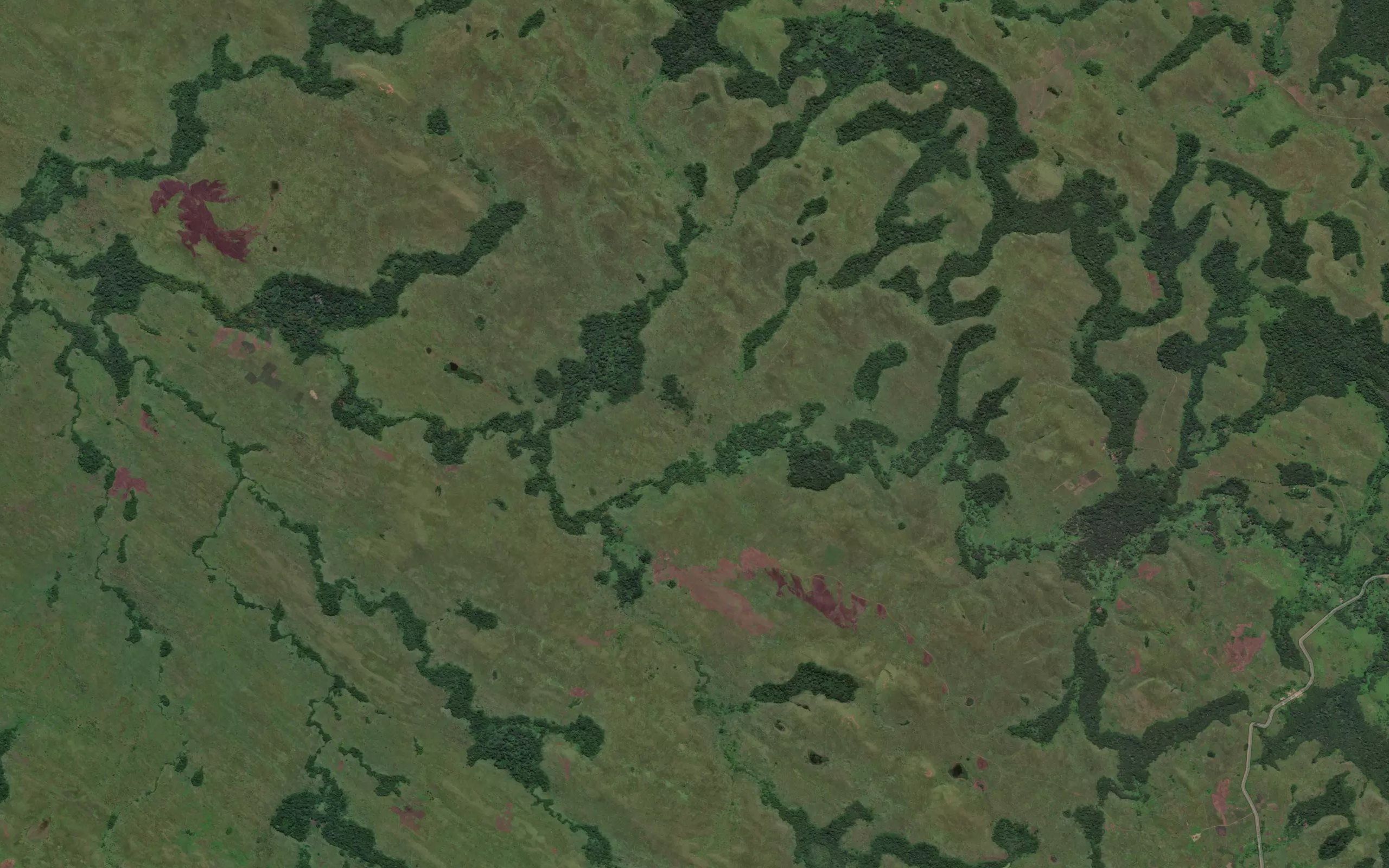 Mangola