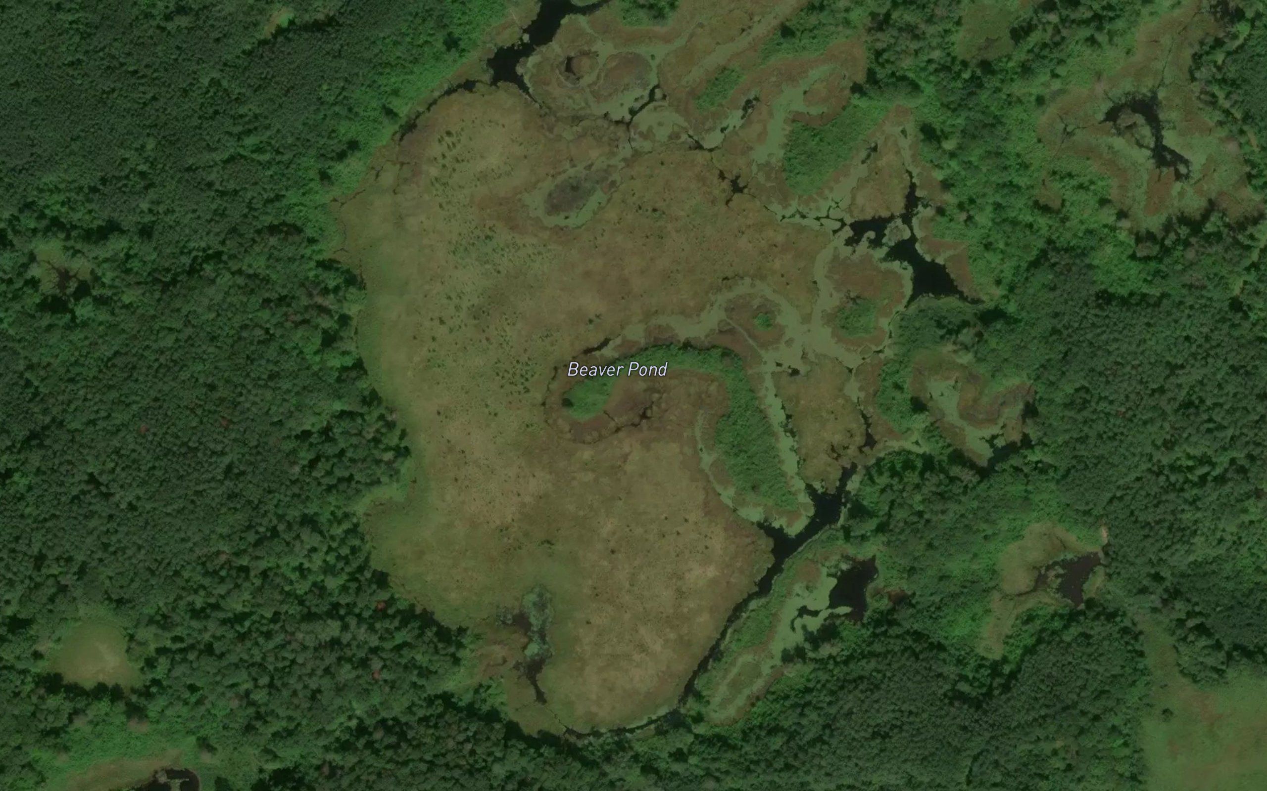 Beaver Pond
