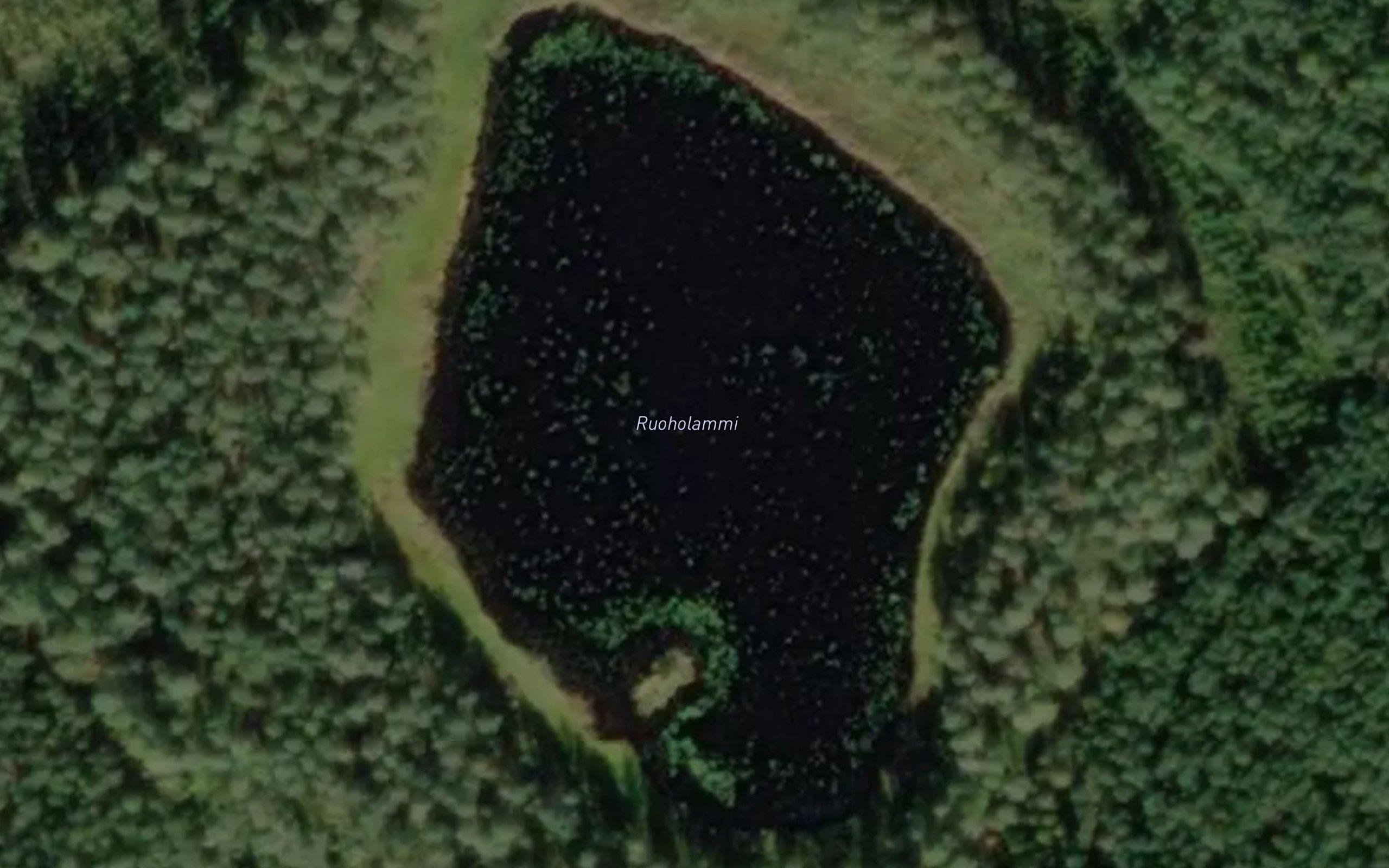 Ruoholammi