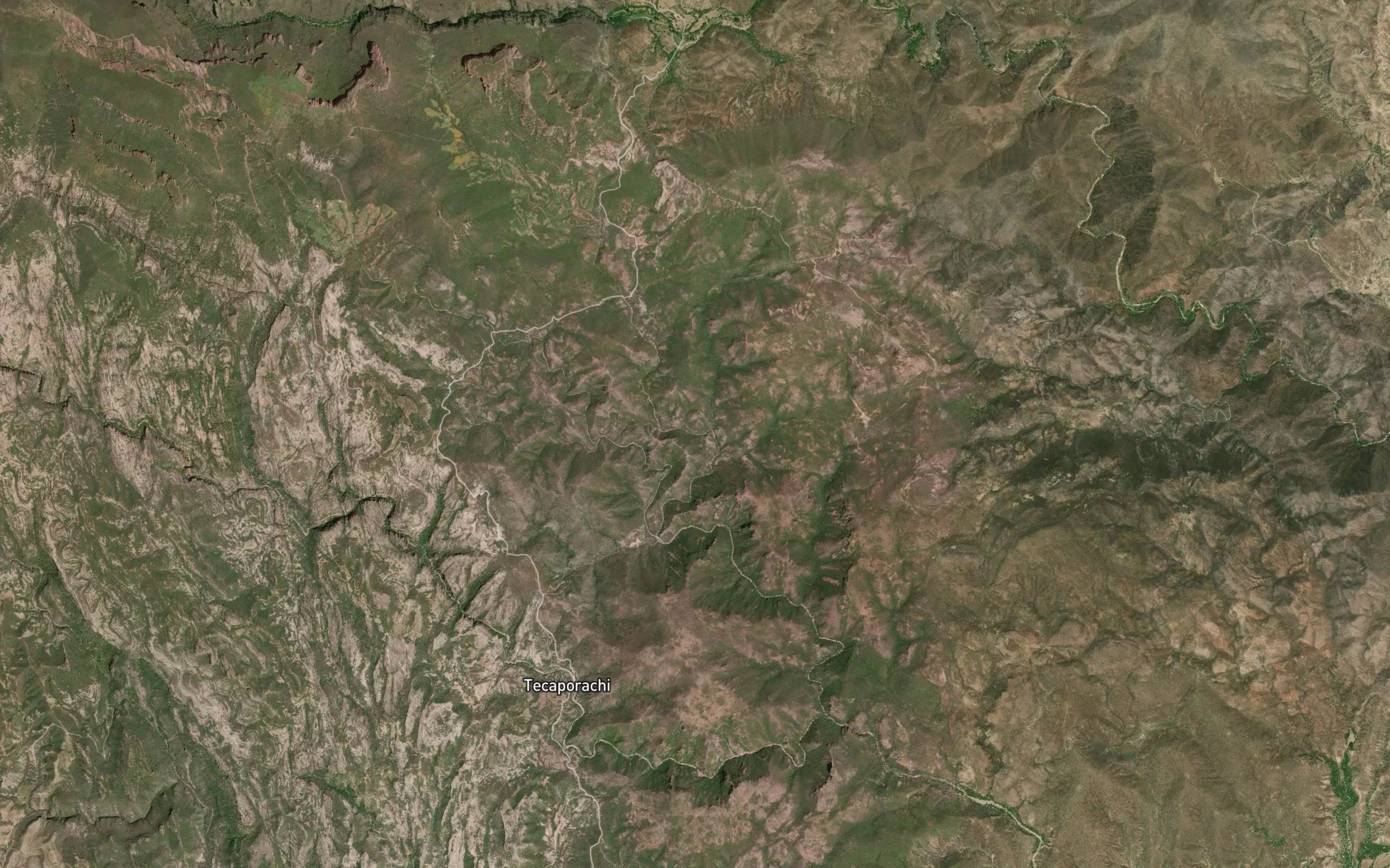 Palmarito