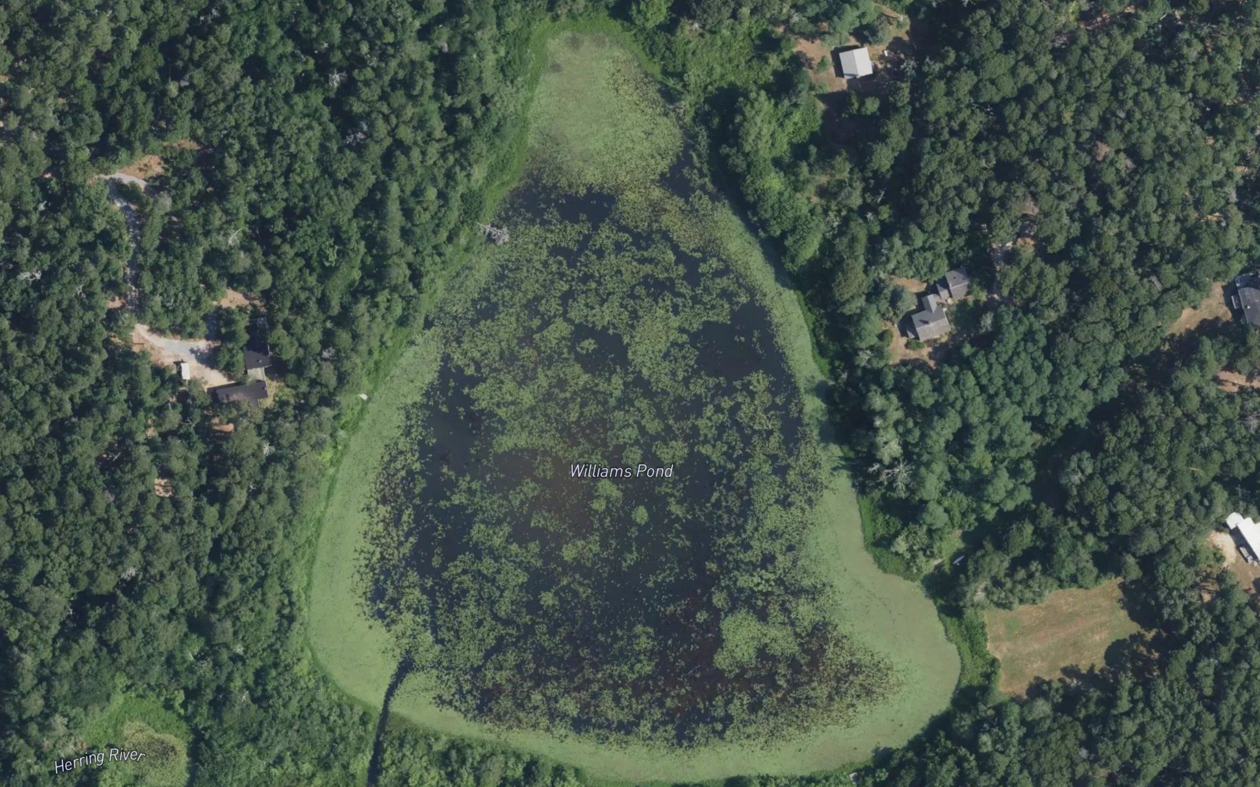 Williams Pond