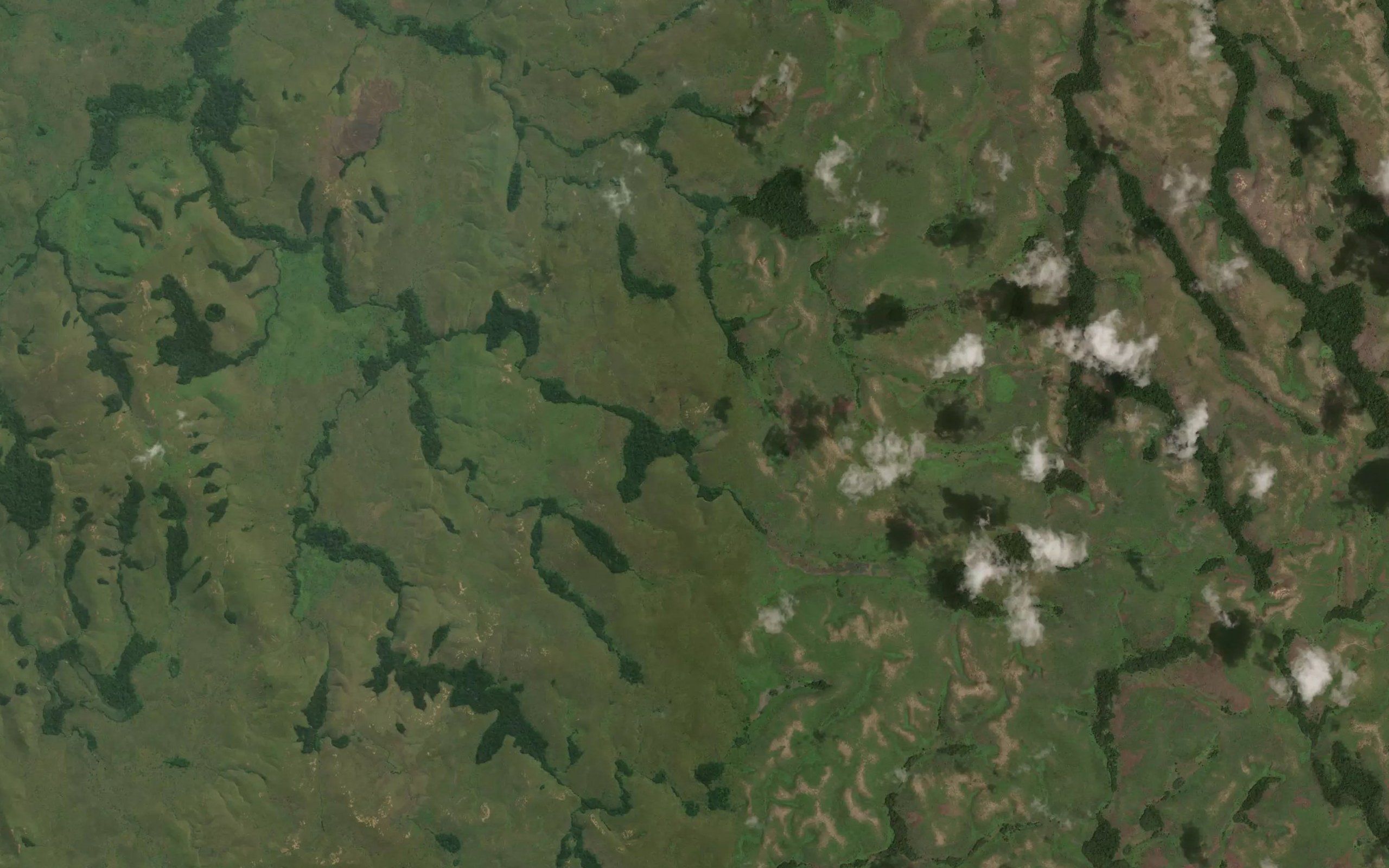 Vangula