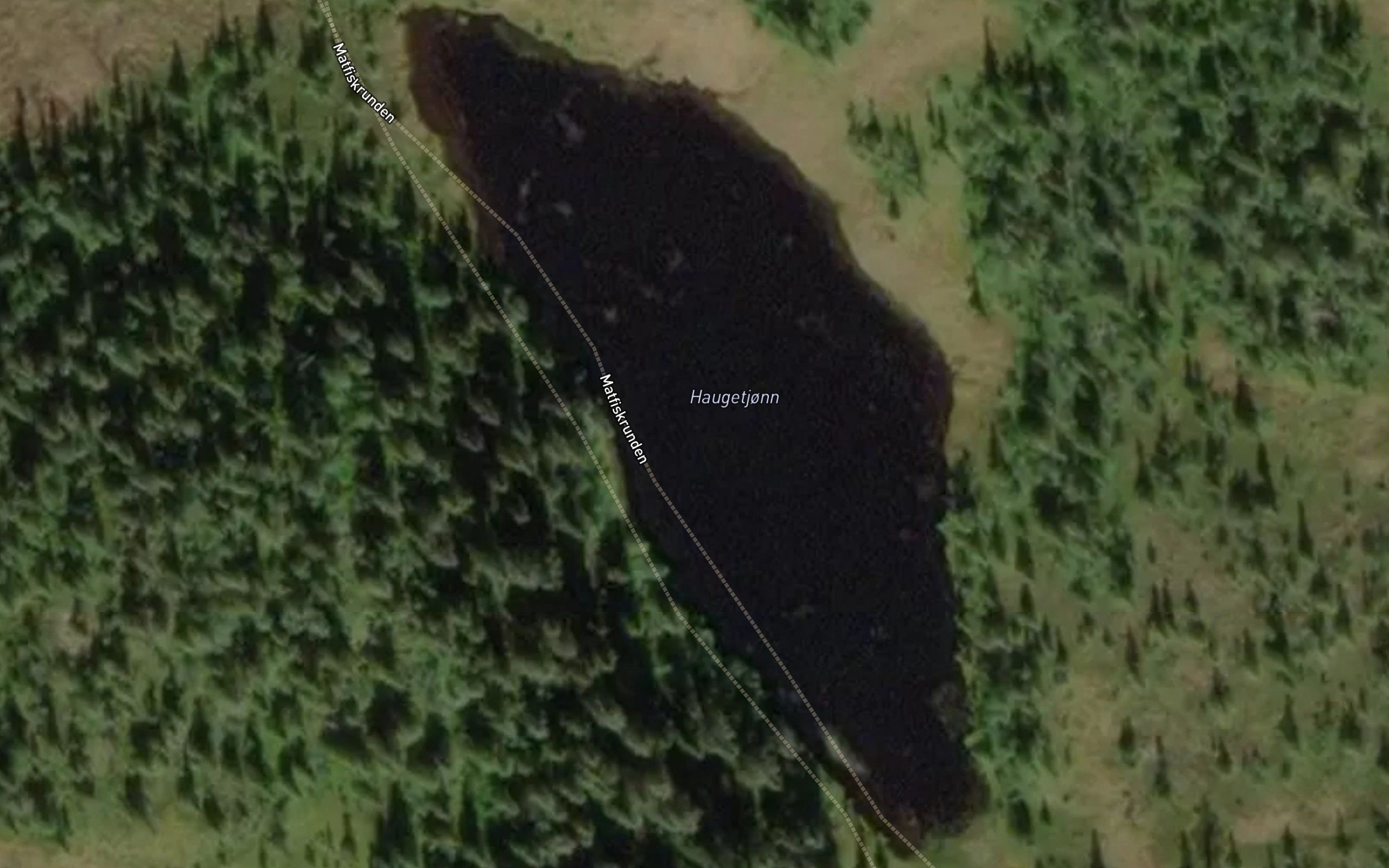 Haugetjorn
