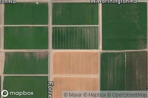 Eucalyptus Lateral 10