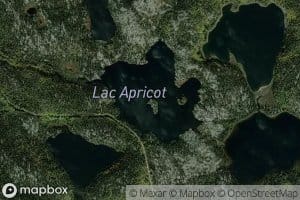 Lac Apricot