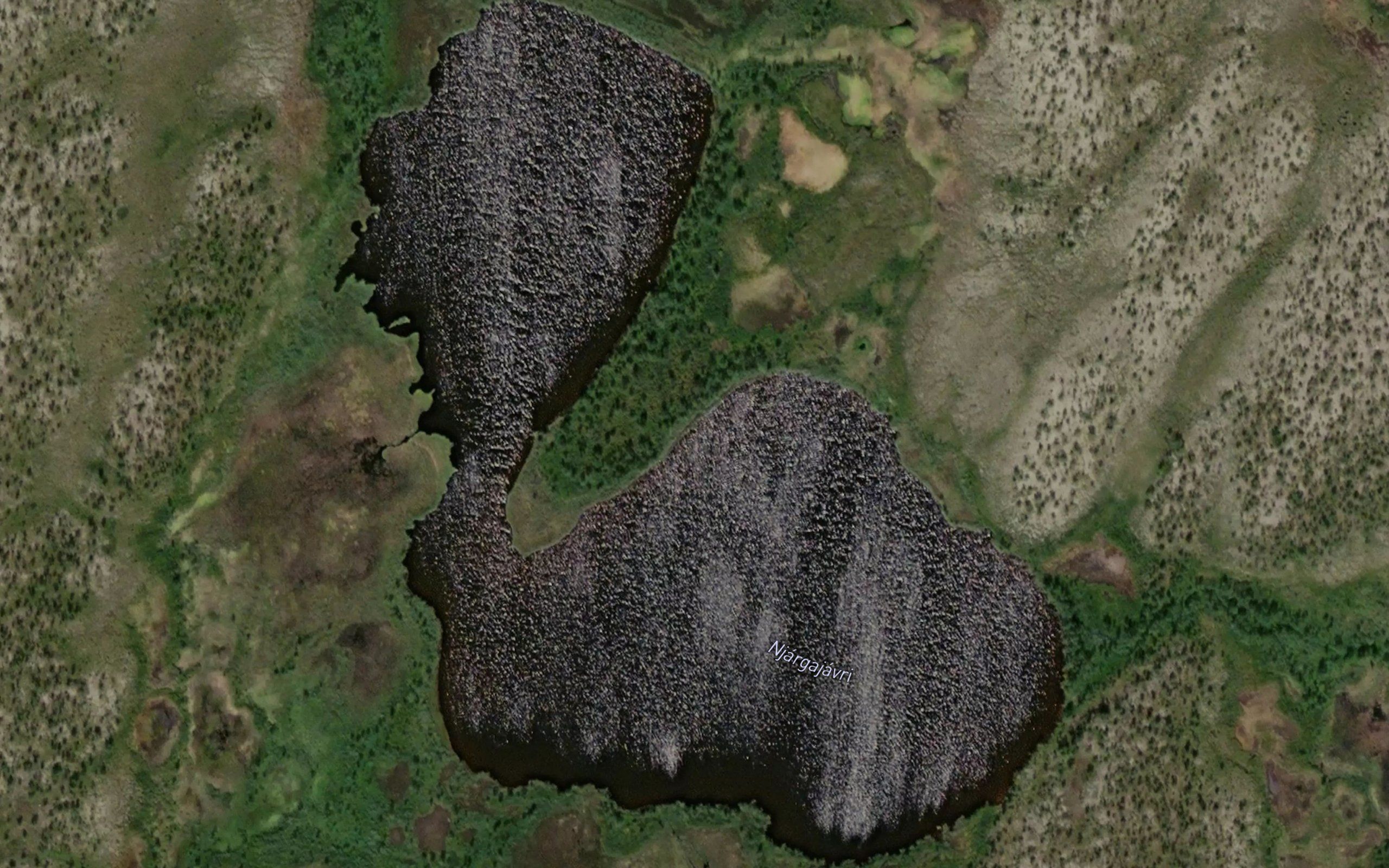 Njargajavri