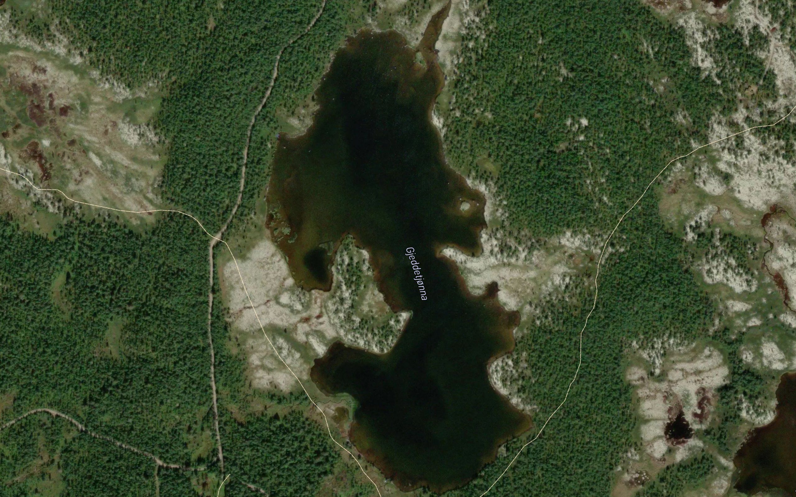 Gjeddetjorna
