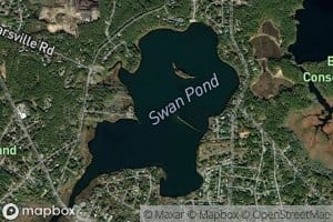 Swan Pond