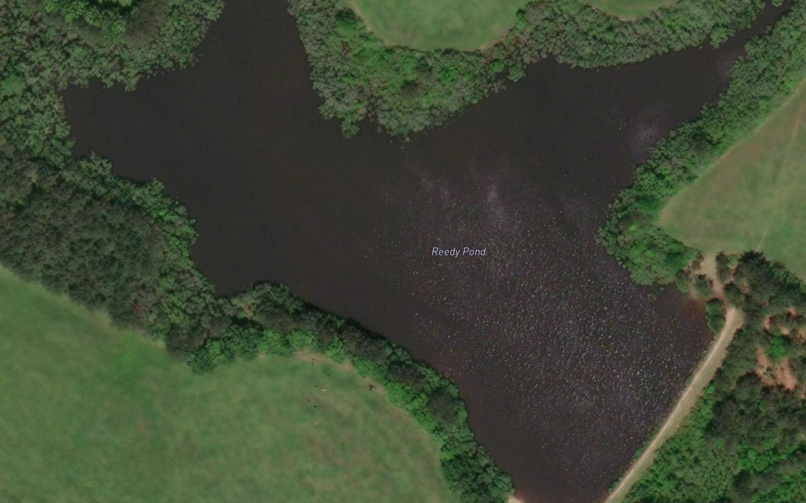 Reedy Pond