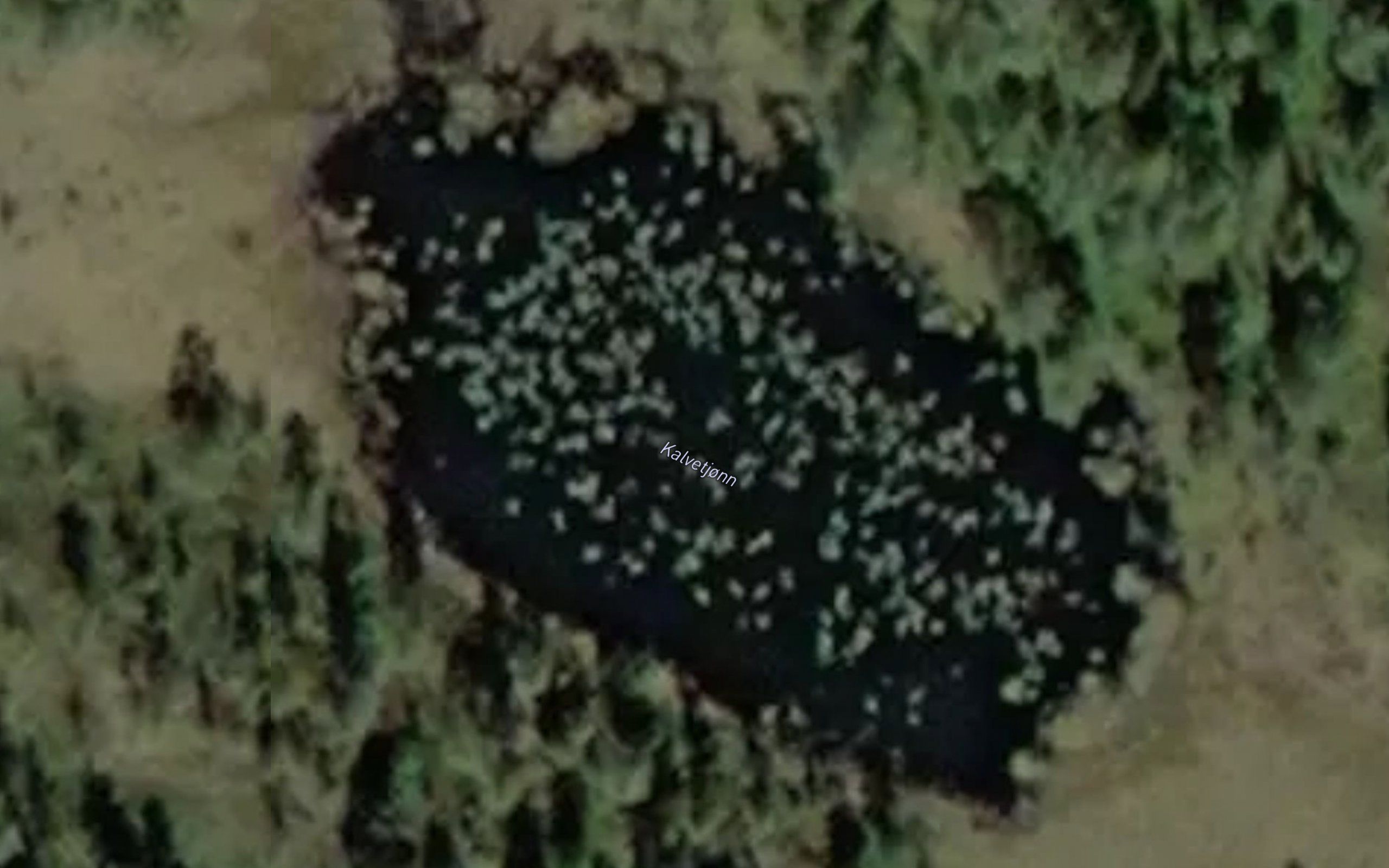 Kalvetjonn