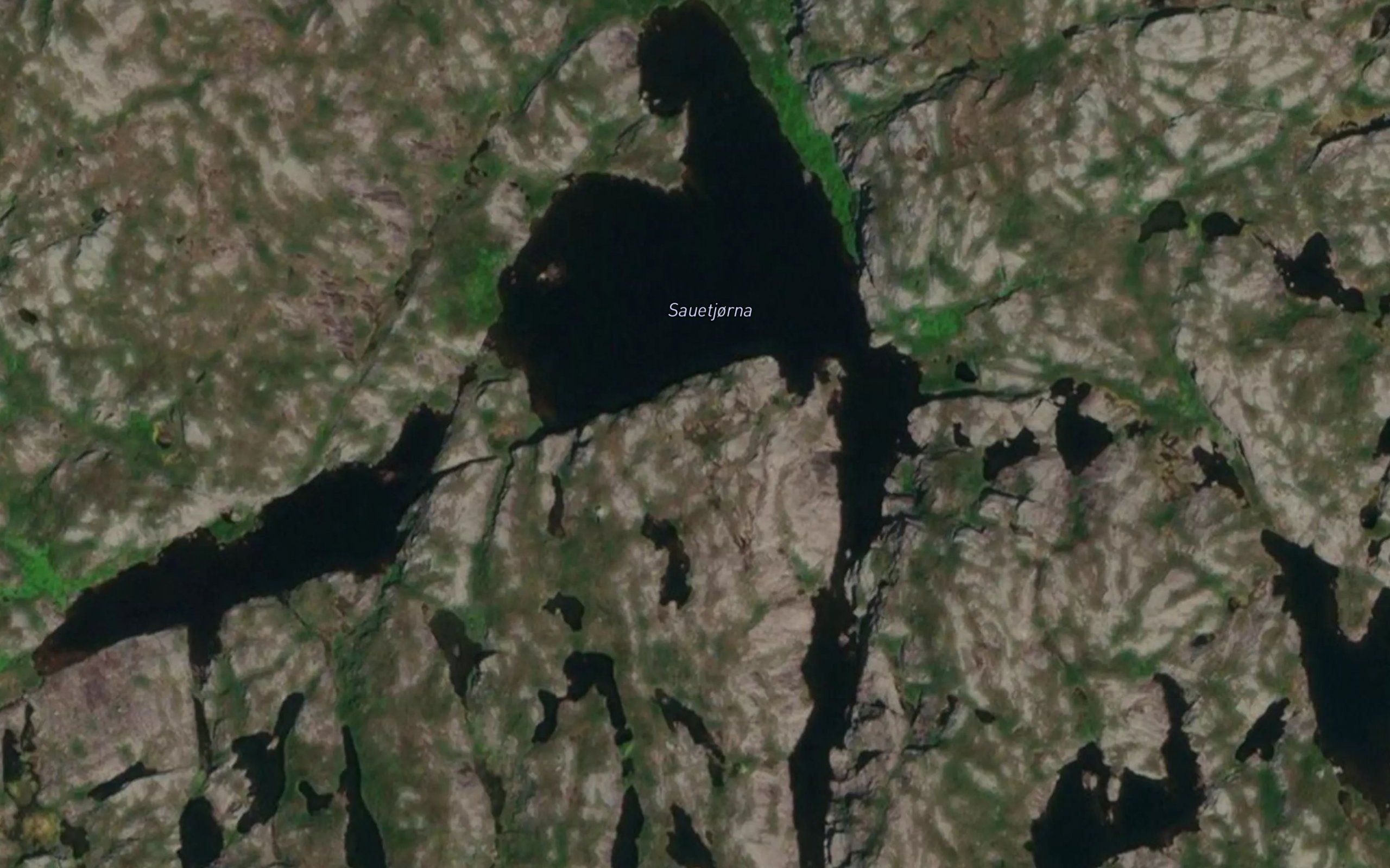Sauetjorni