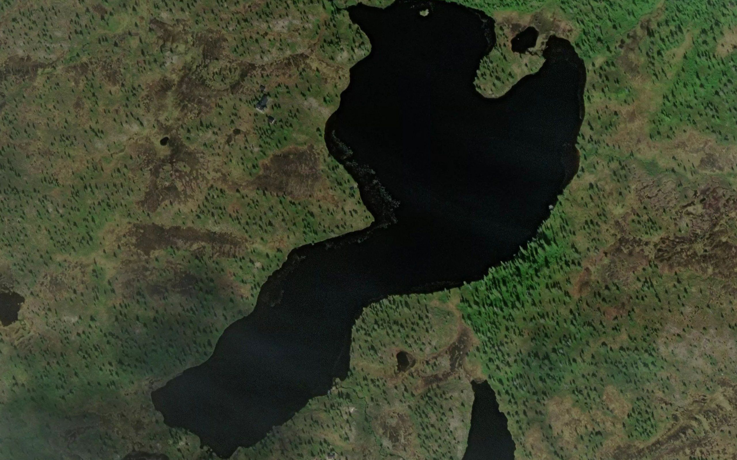 Mollafiskloysa