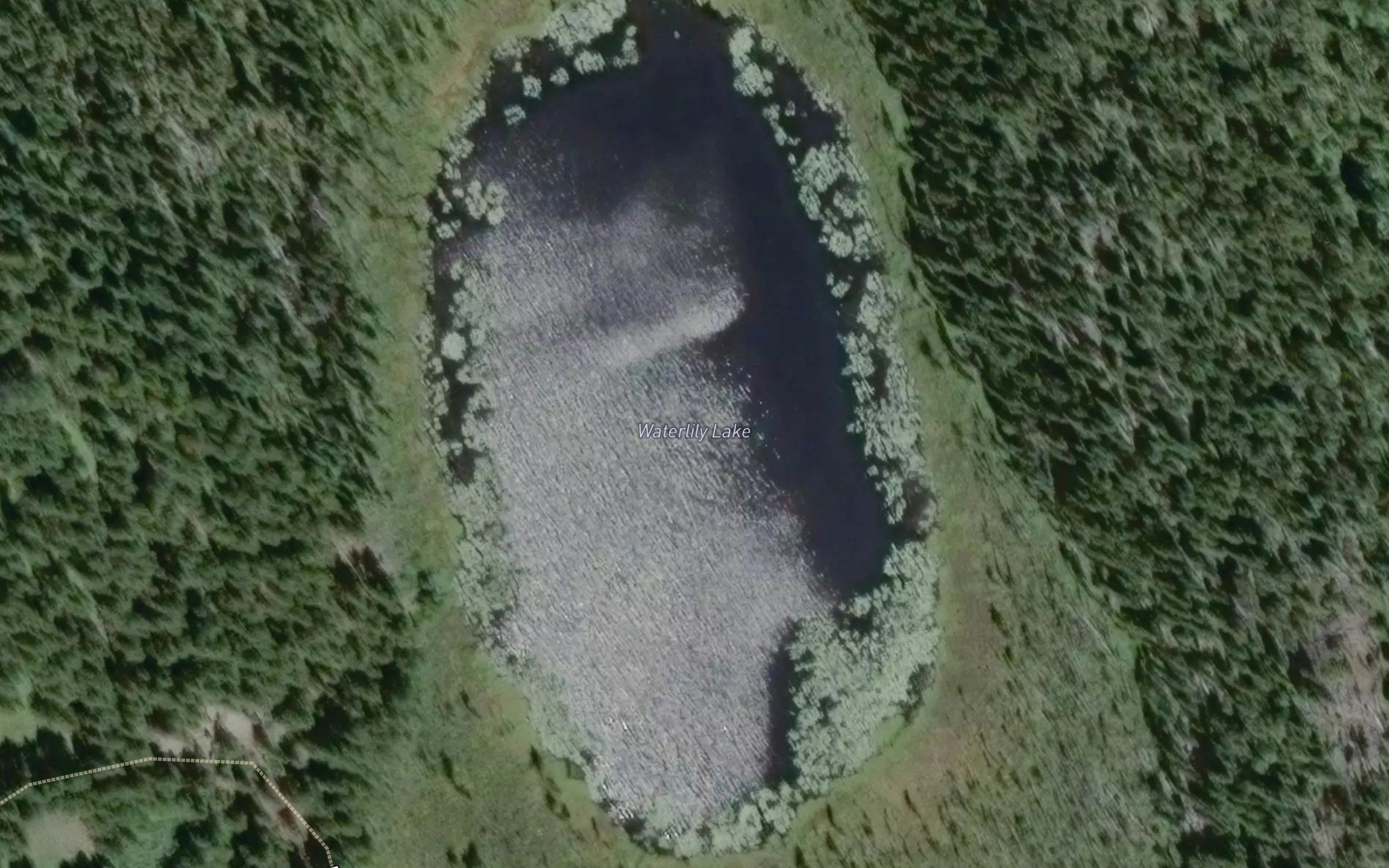 Waterlily Lake