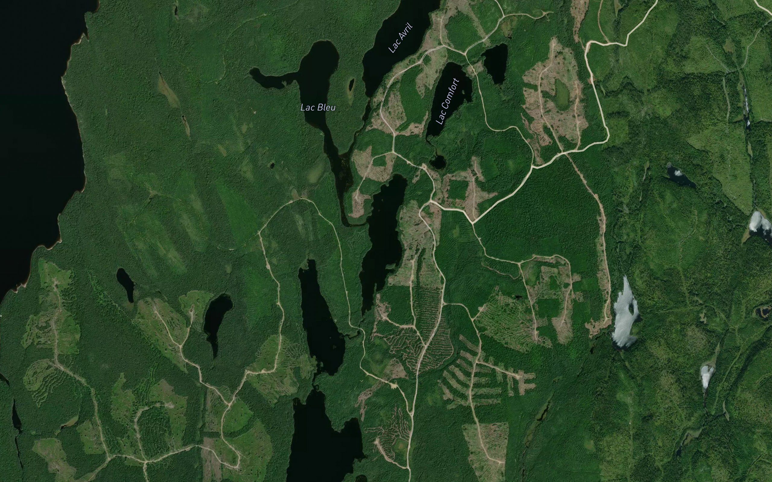 Lac Daisy