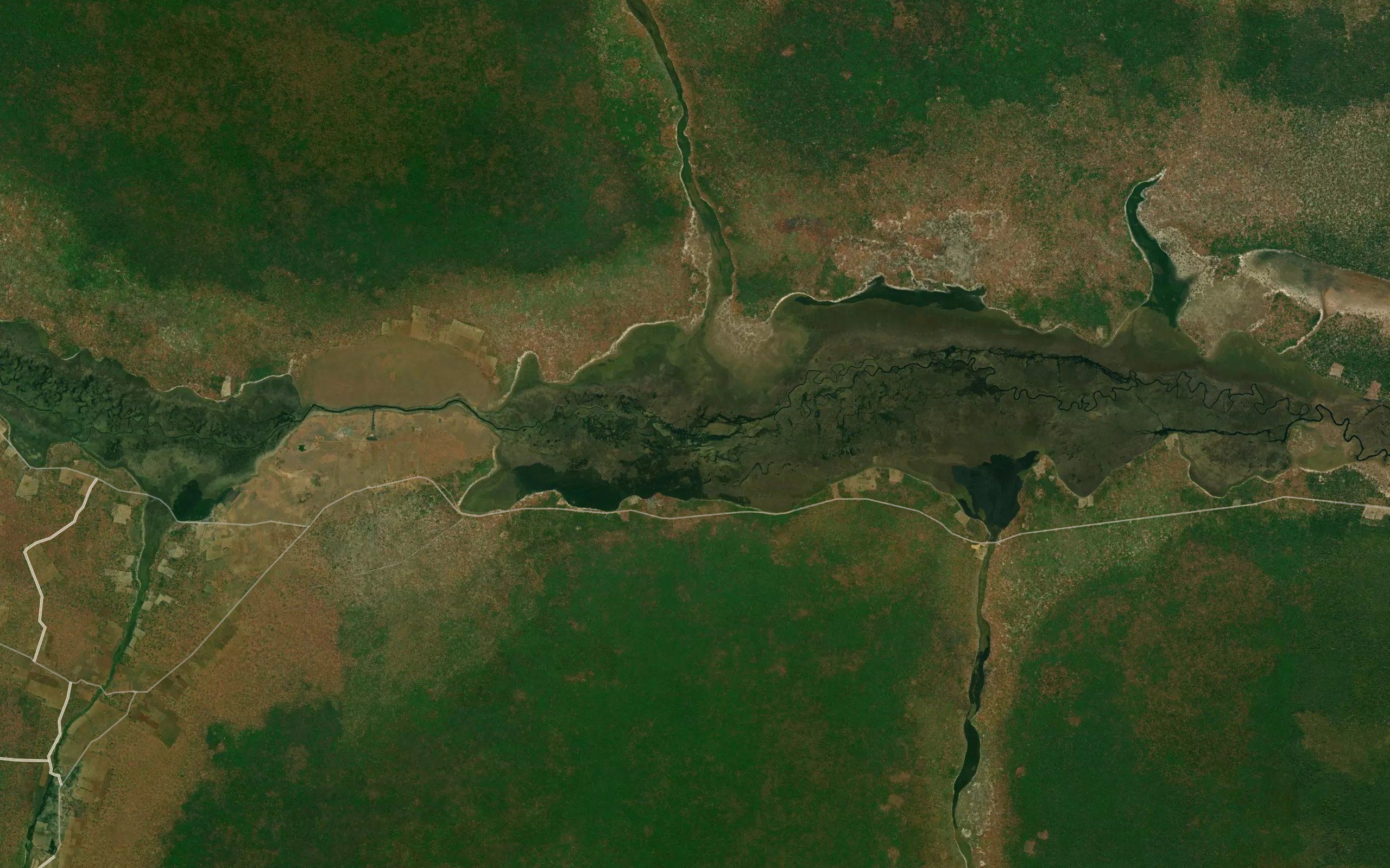 Miombo