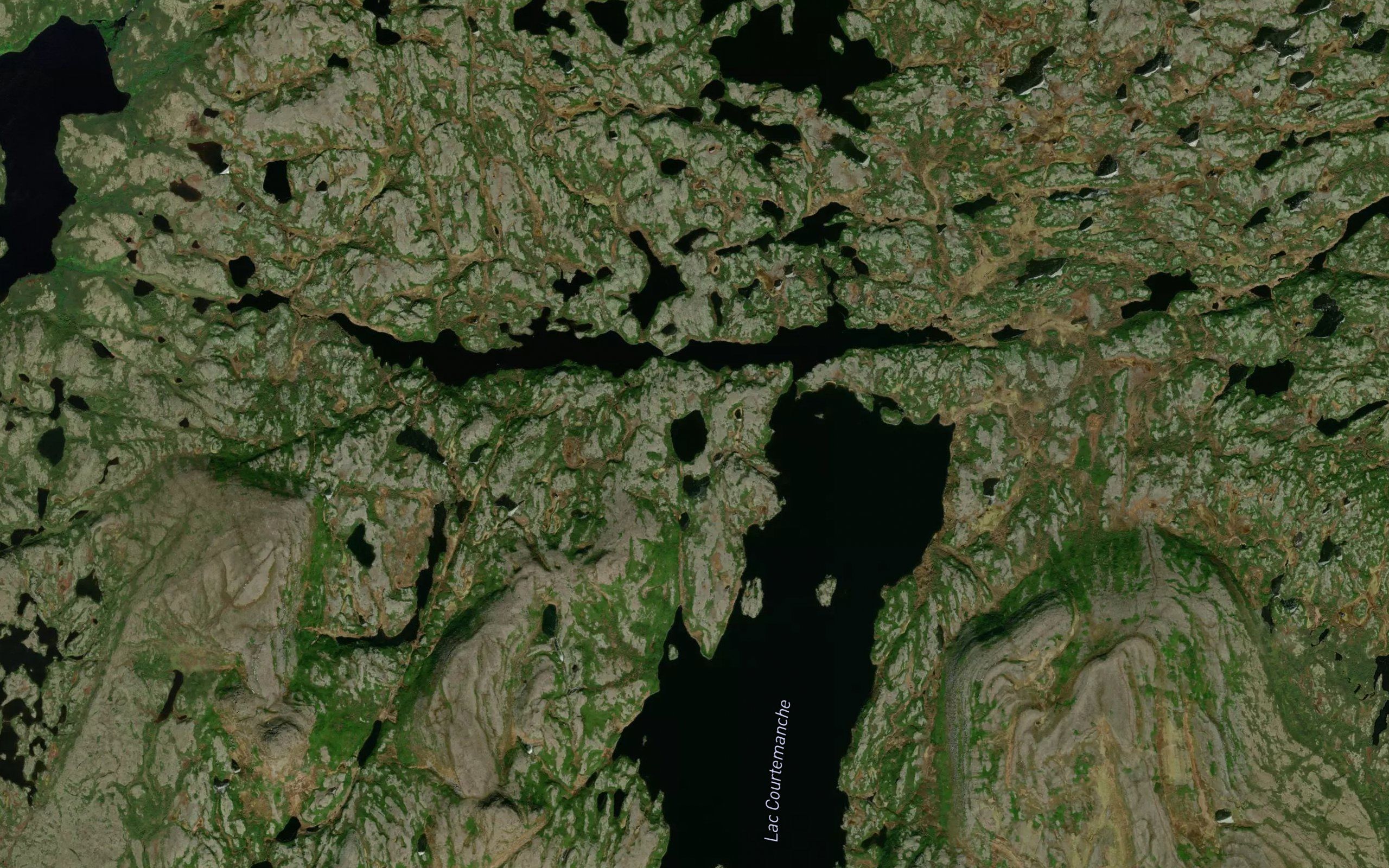 Lac Herring