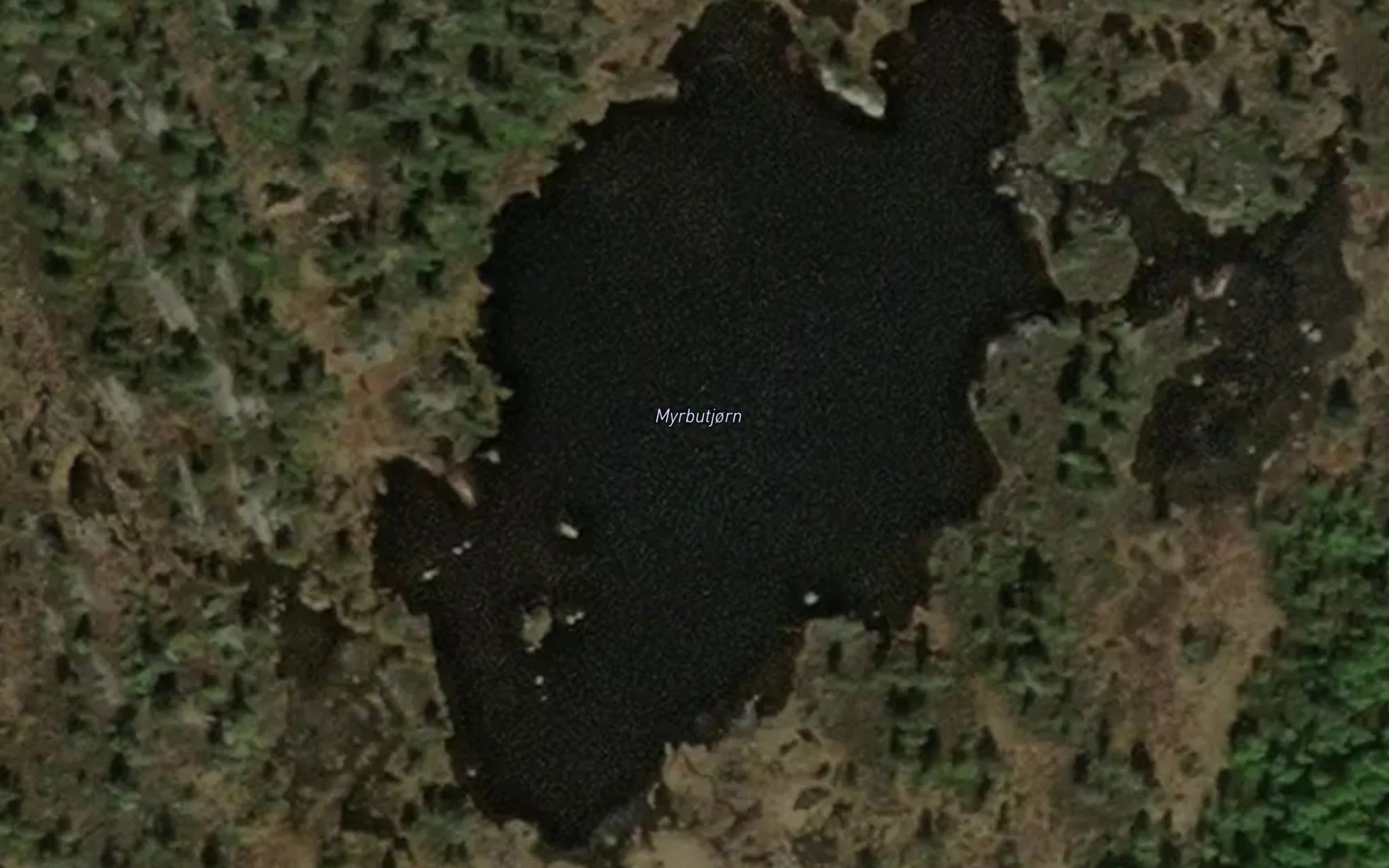 Myrbutjorn